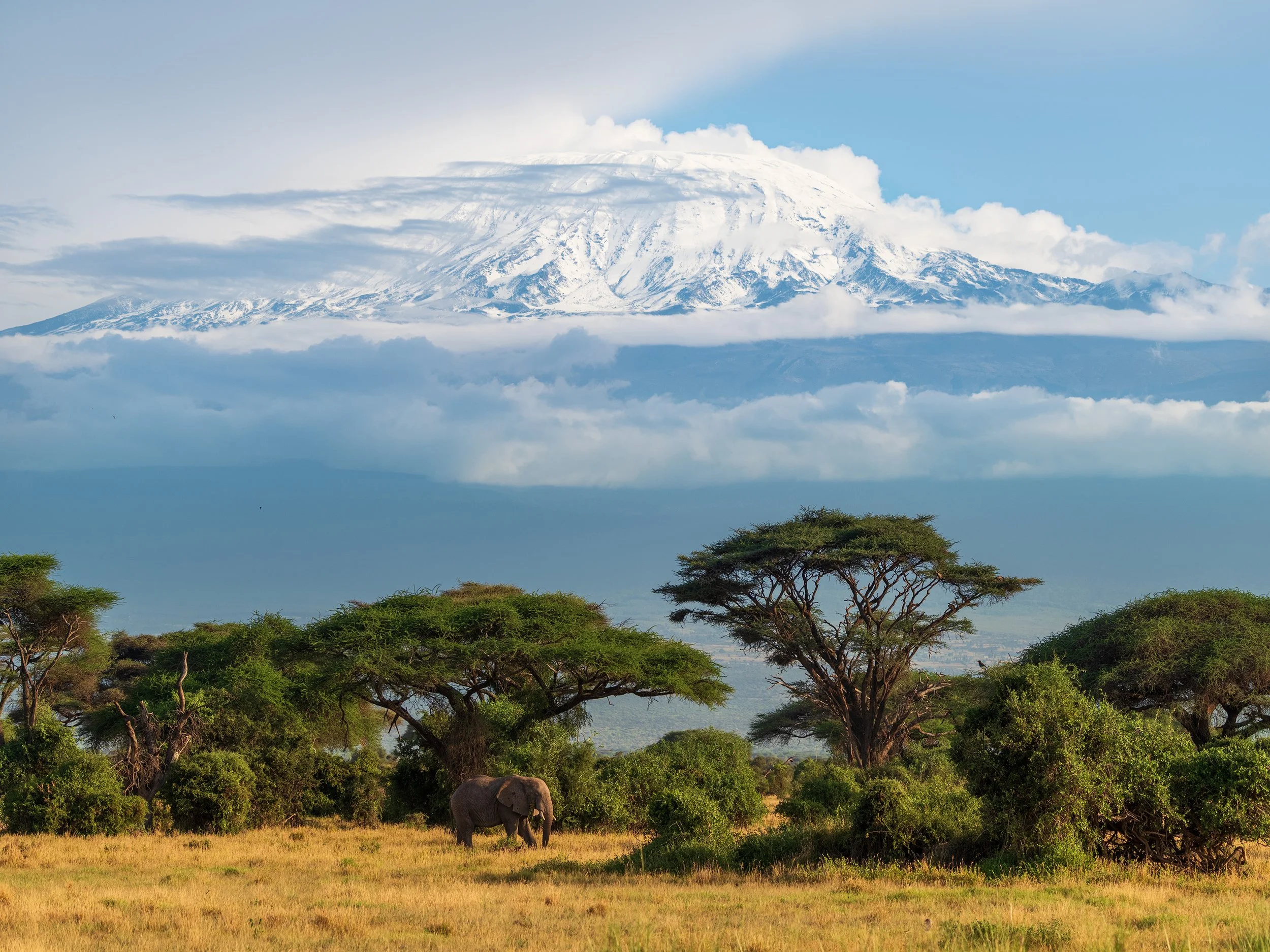 Elephant grazing in a savannah with acacia trees, with Mount Kilimanjaro snow-capped in the distance and clouds in the sky.