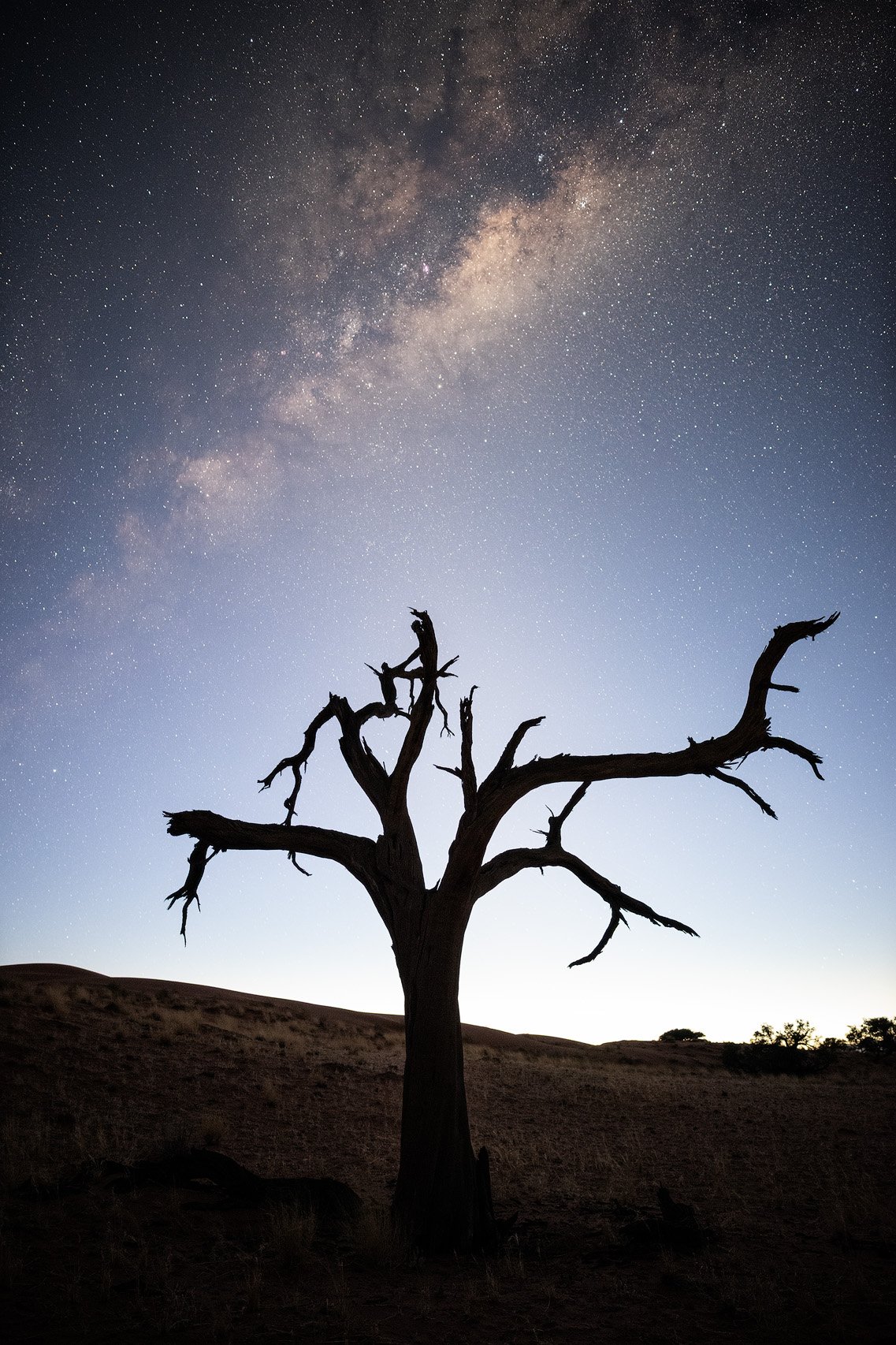 Silhouette of a leafless tree in a desert landscape at night, with a star-filled sky and the Milky Way galaxy overhead.