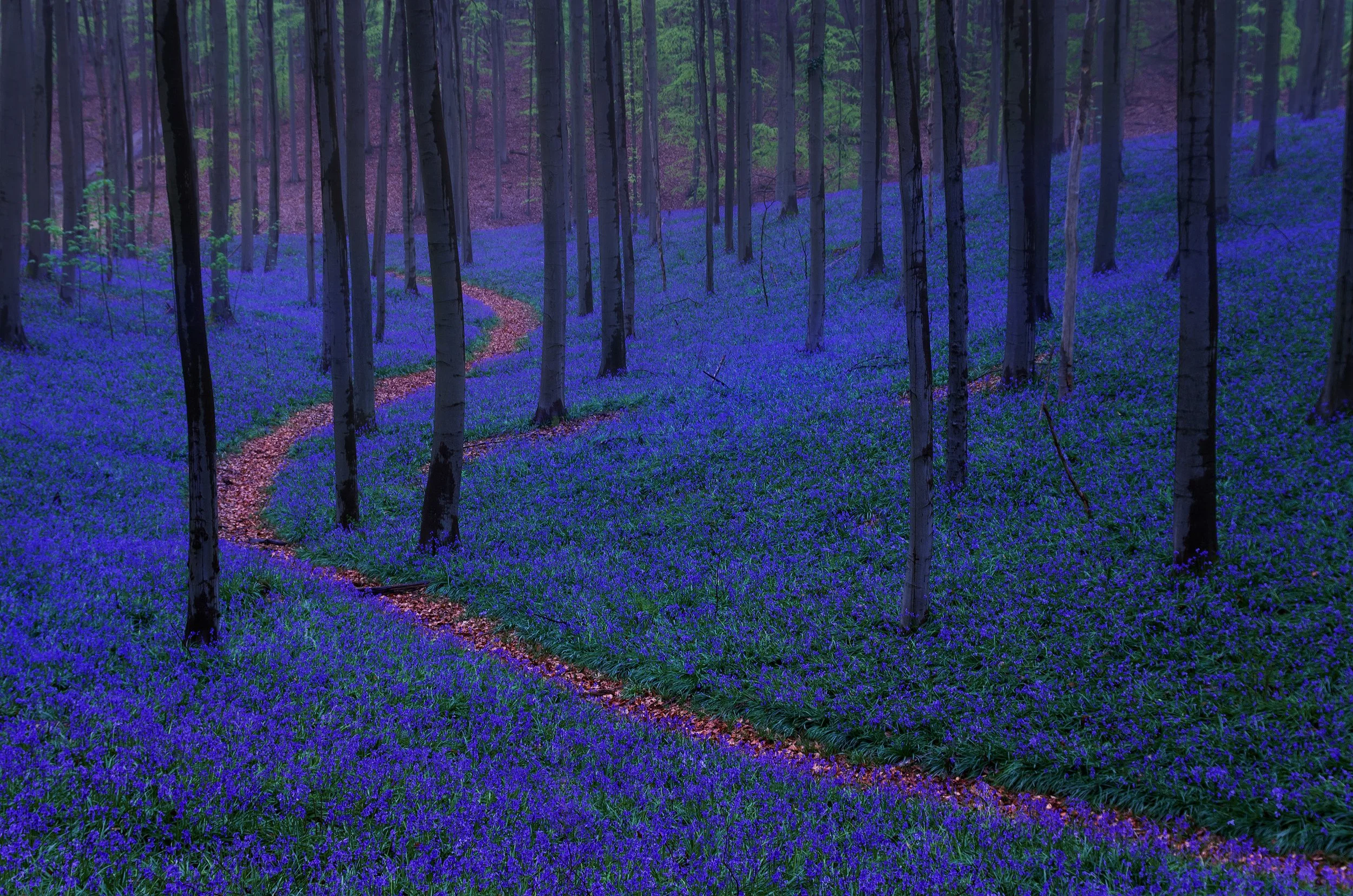 A winding path through a forest with tall trees and a carpet of purple flowers.