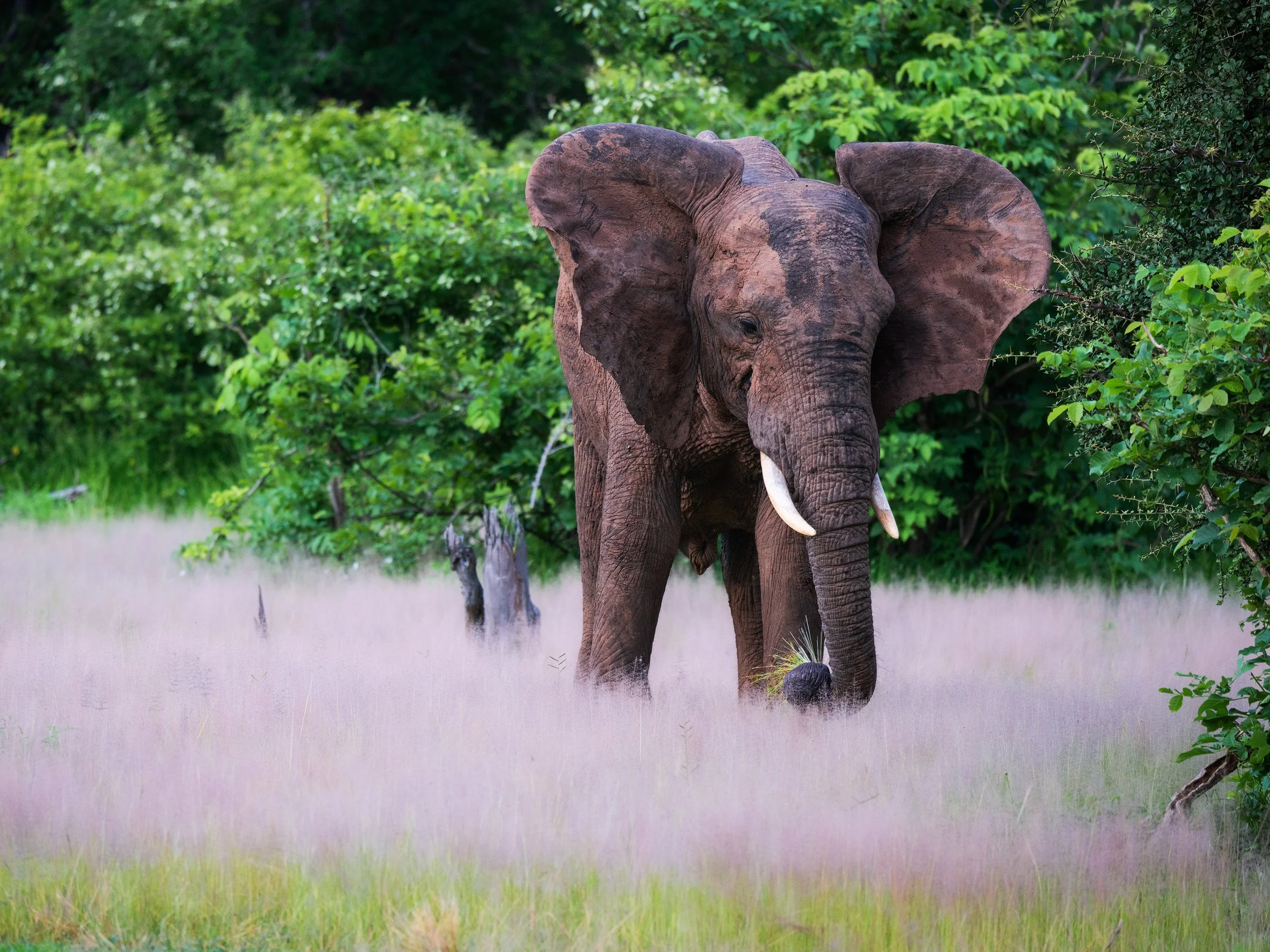 A large elephant walking through a grassy field with pinkish grass and green bushes and trees in the background in Zambia.