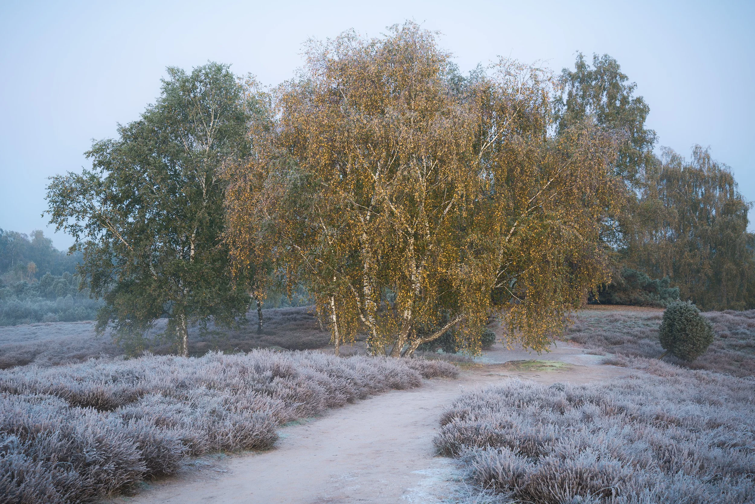 A dirt path running through a frosty lavender field, with a large tree in the center and more trees in the background, on a cold morning. Haltern am see, Westruper Heide.