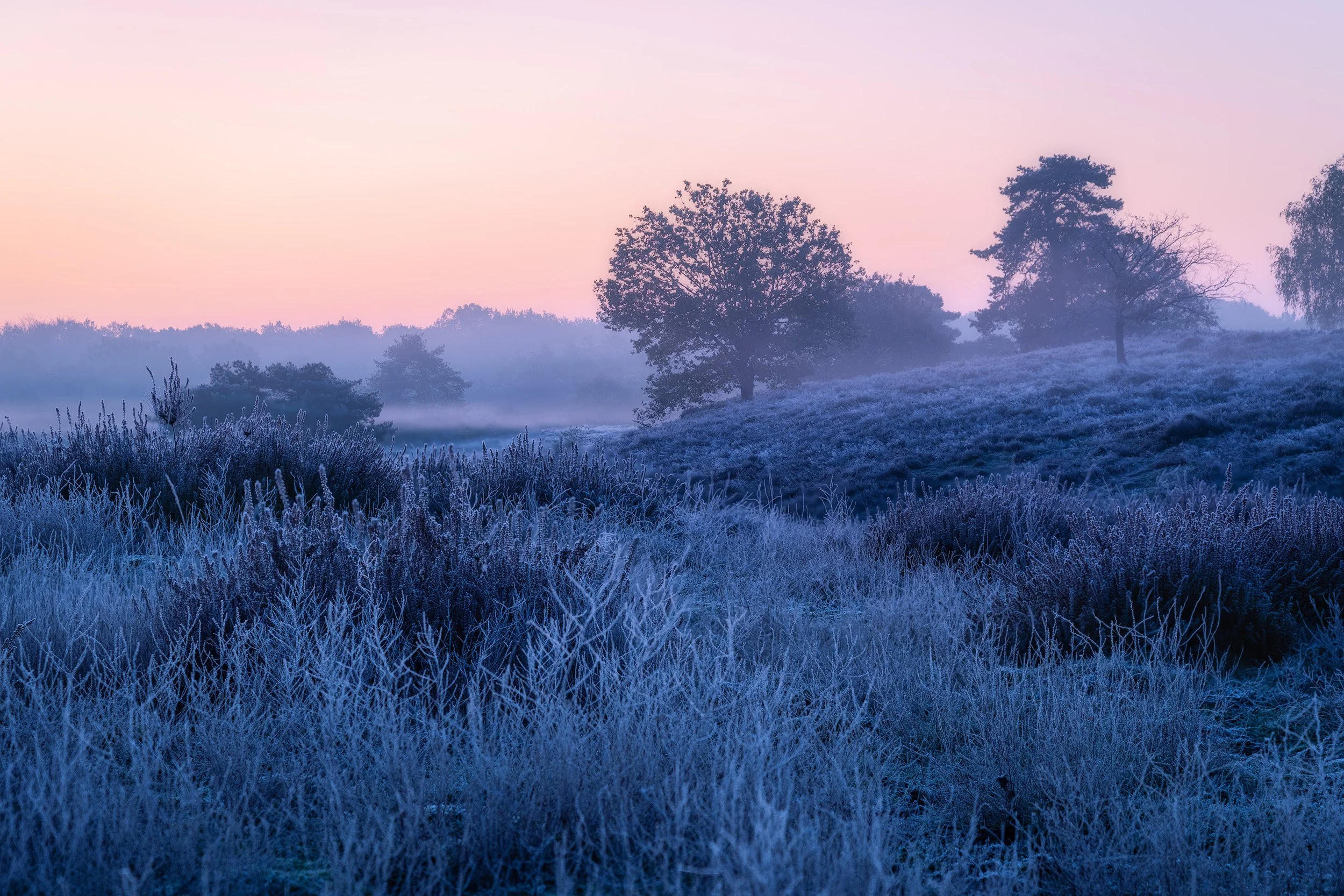 Frost-covered plants and trees on a misty landscape at dawn with pastel sky.