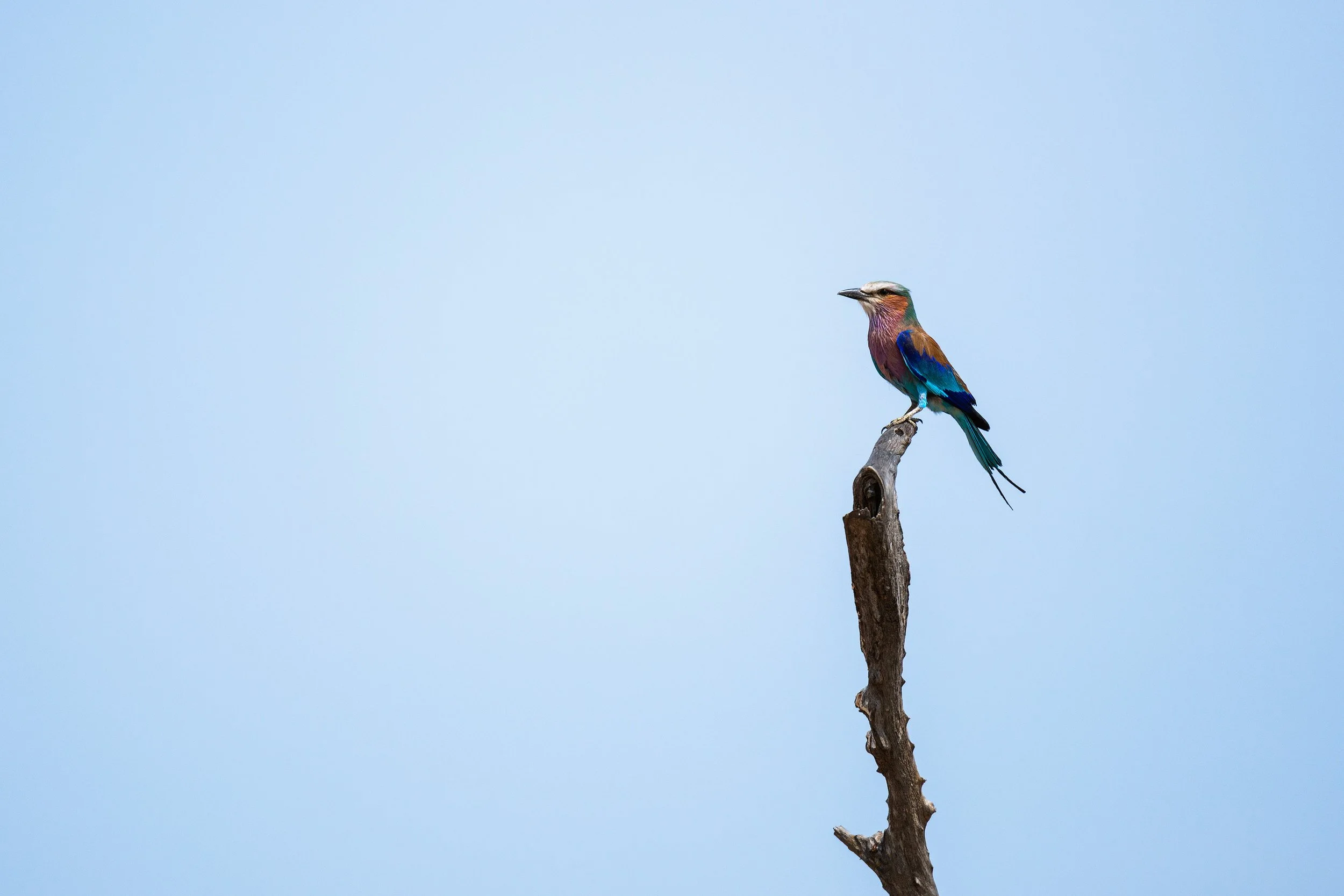 Colorful bird, with blue, purple, and brown feathers, perched on top of a tall, weathered tree branch against a clear blue sky.
