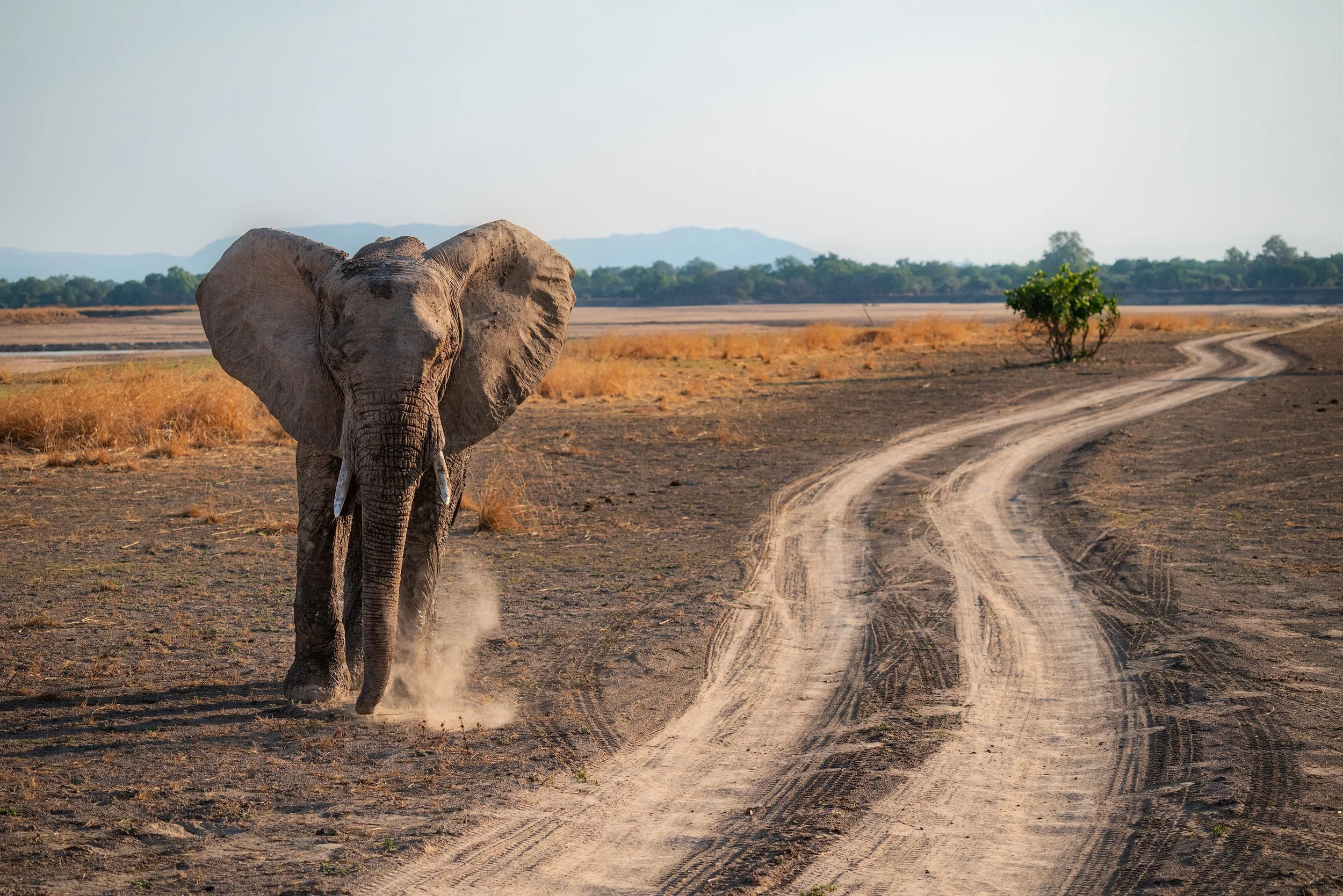 Elephant walking on dirt road in a dry landscape with trees and mountains in the background.