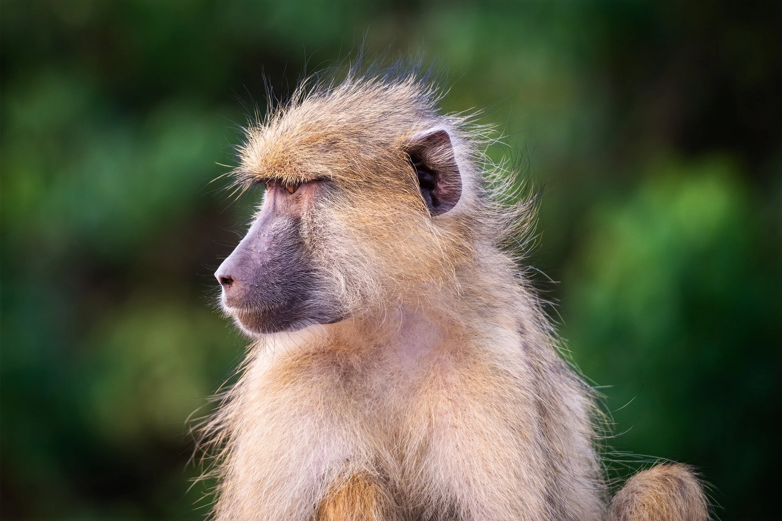 A close-up photo of a baboon's face and upper body, with a focus on its profile and fur, against a green blurred background.