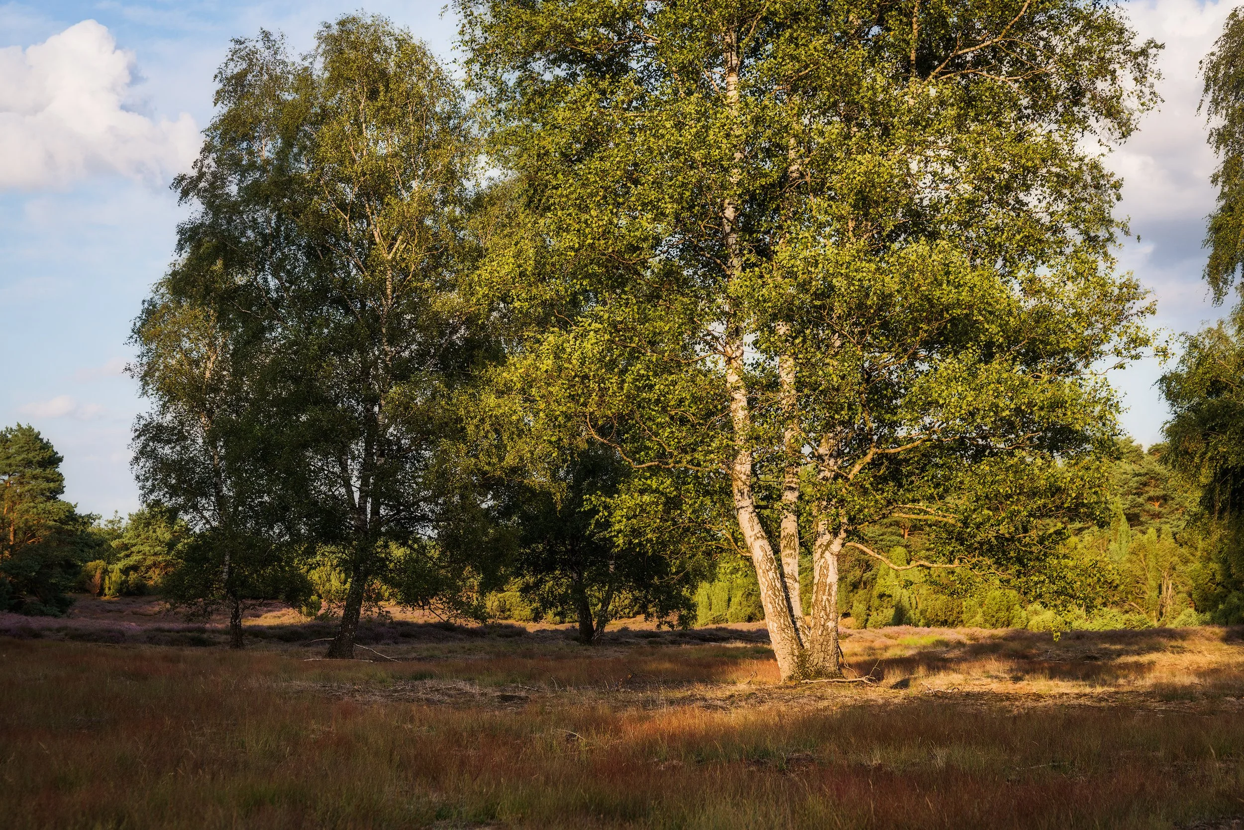 A scenic landscape of a grassy field with several trees, including a prominent birch tree, under a partly cloudy sky.
