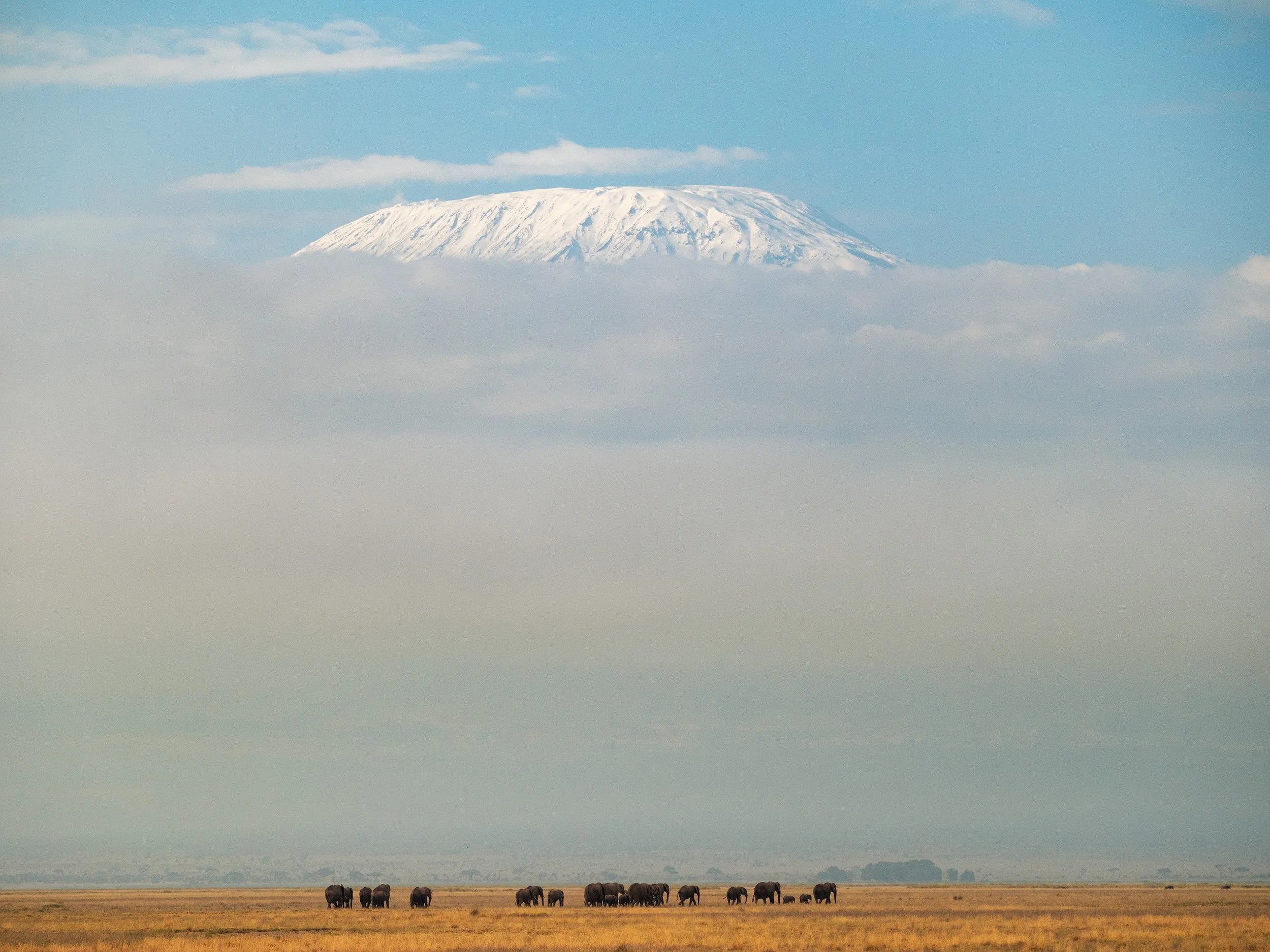 Elephants grazing on a grassy plain in front of Kilimanjaro with snow-covered peak and clouds in the sky.