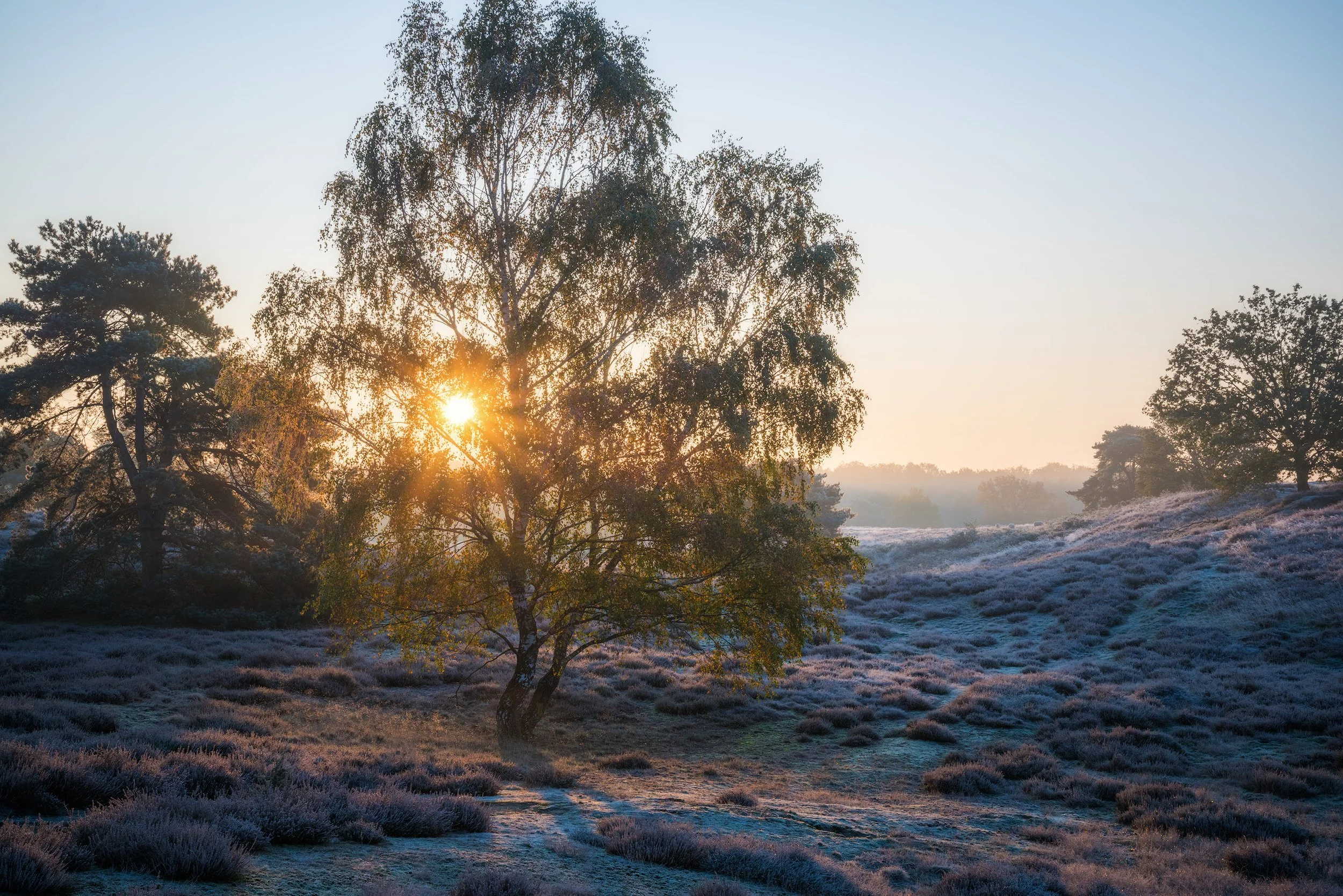 A landscape scene with a large tree in the foreground during sunrise, with purple heather covers the rolling hills and a clear sky. Haltern am See, Westruper Heide.