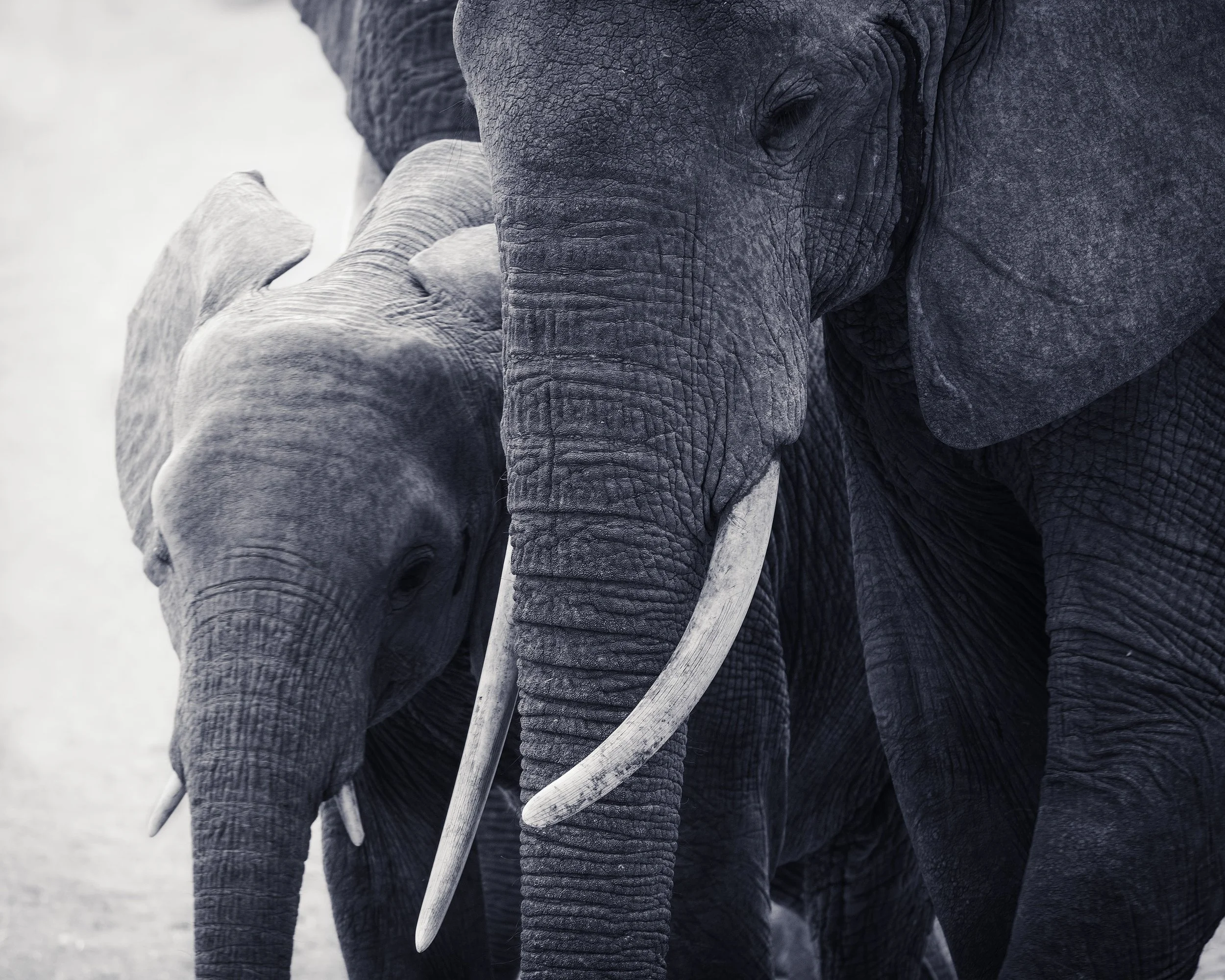 Two elephants walking in the wild, one adult and one young, with gray textured skin and long tusks.