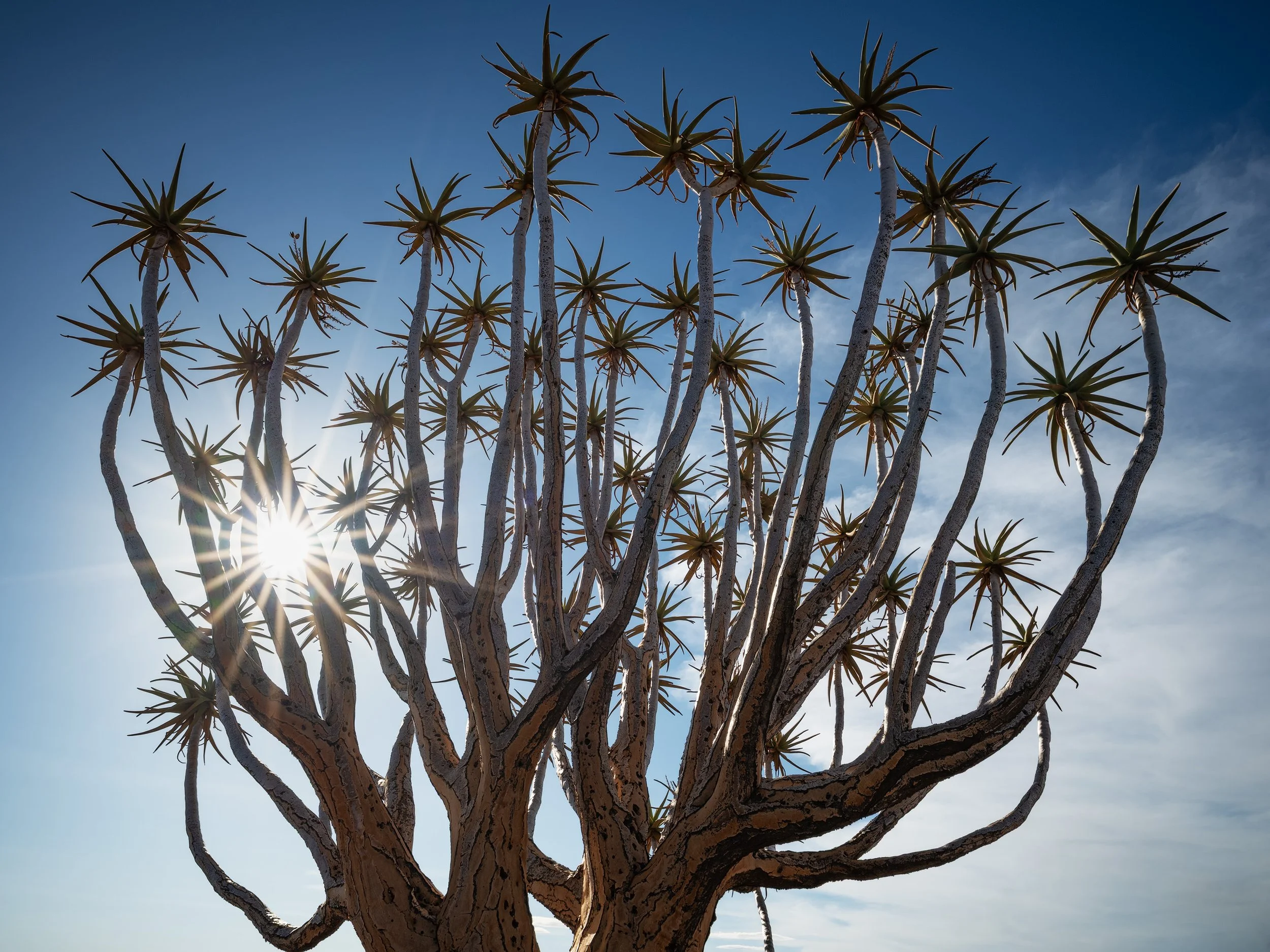 A desert tree with multiple branches and spiky leaves against a blue sky with the sun shining through