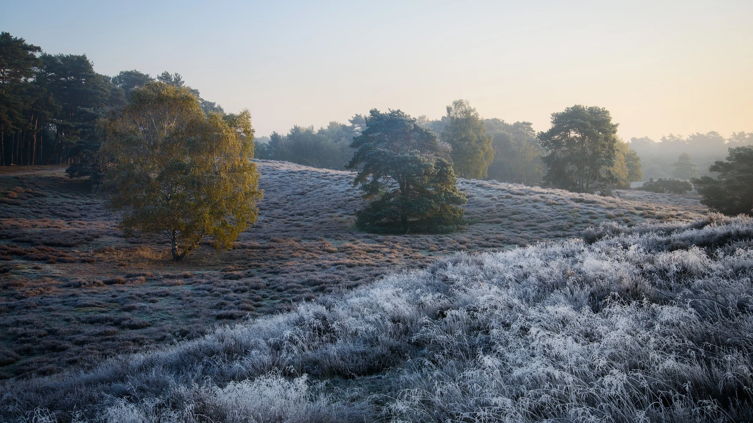 Frost-covered grass and trees in a misty landscape during early morning, with sunlight illuminating the scene.