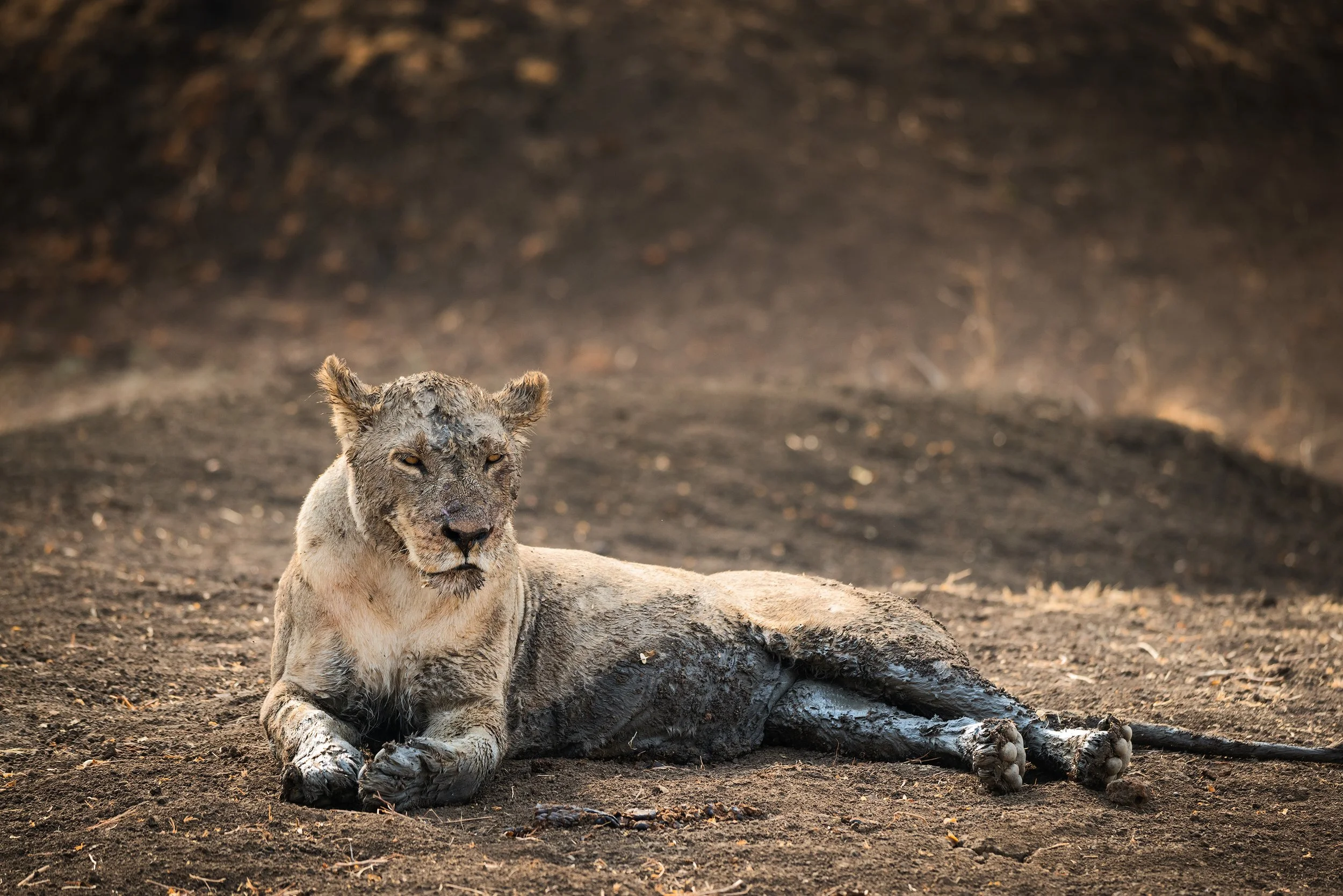 A lioness resting on the ground with a muddy face and dirt on her body, lying on dark, dusty soil.