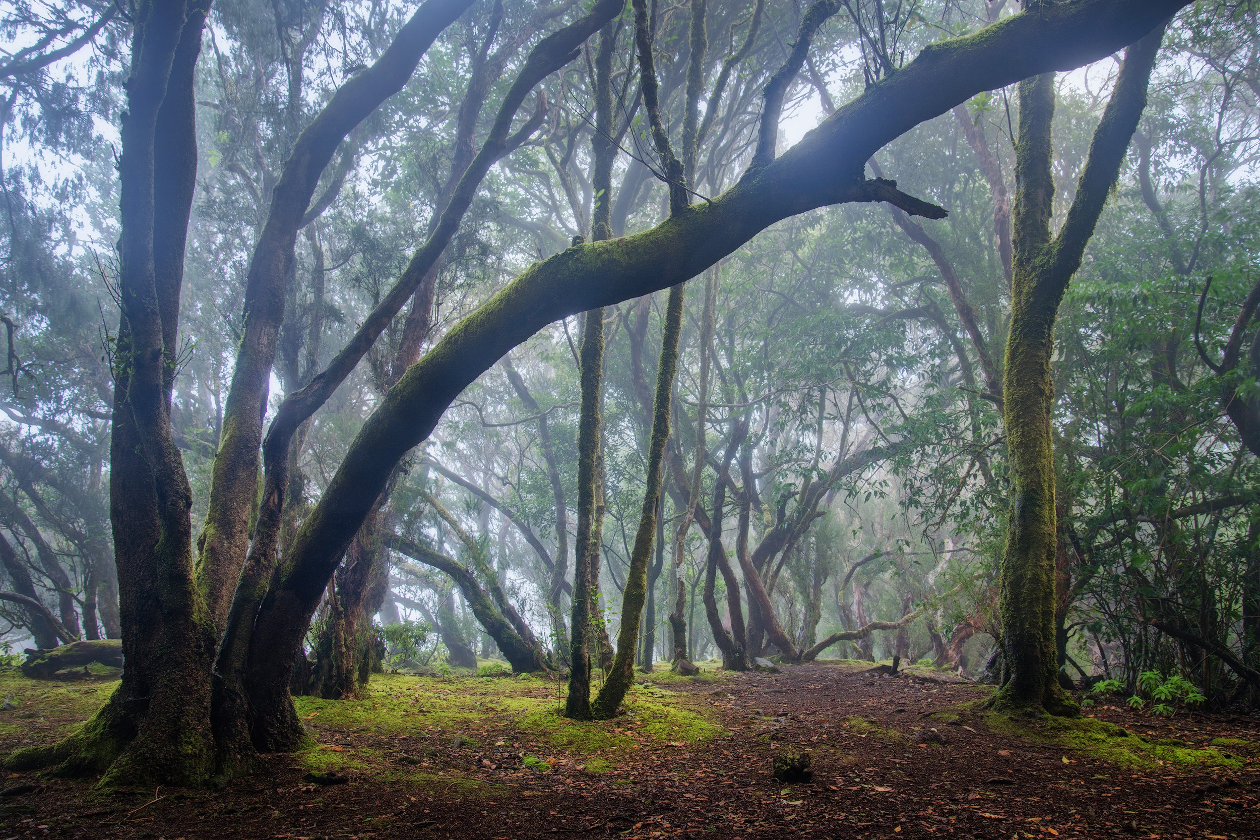 A foggy forest scene with moss-covered trees and a dirt path. Anaga Tenerife