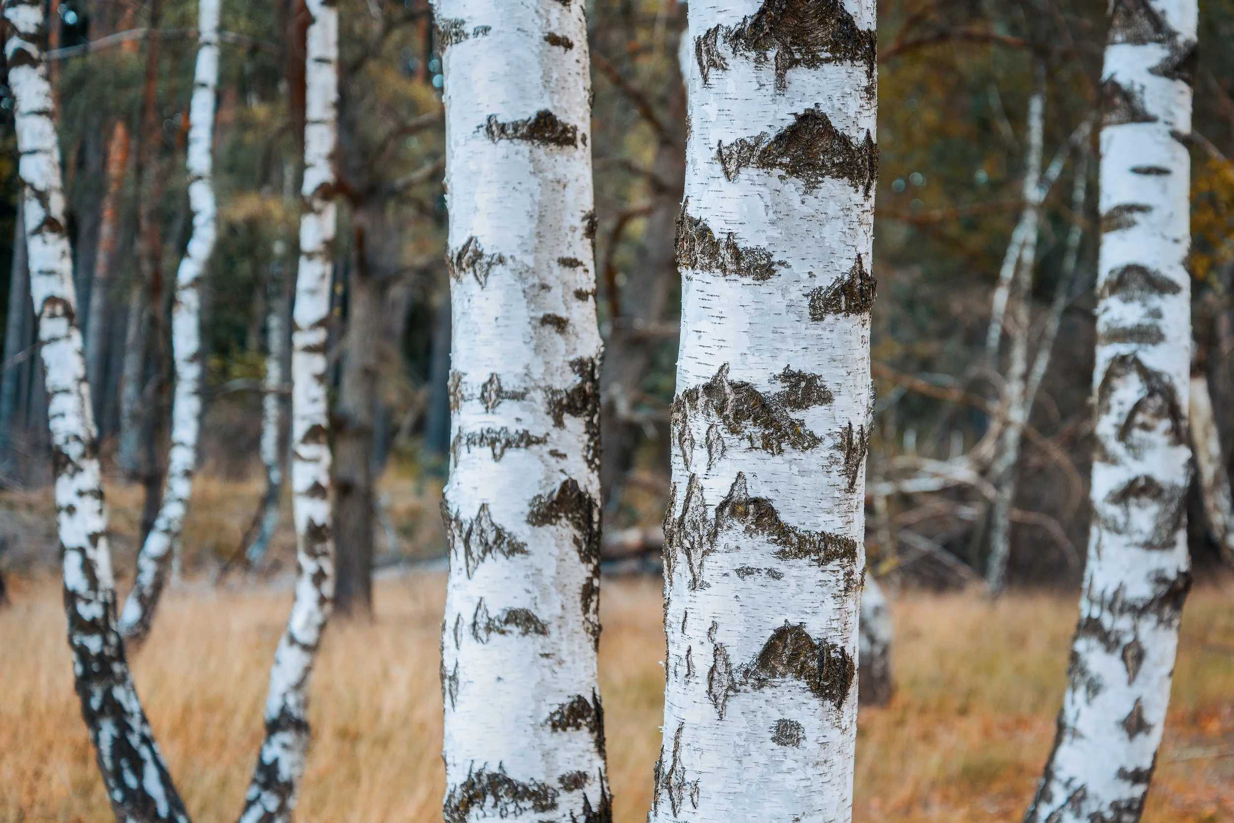 Close-up of white birch trees with brown and black markings in a forest, with a background of blurred trees and autumn-colored foliage.