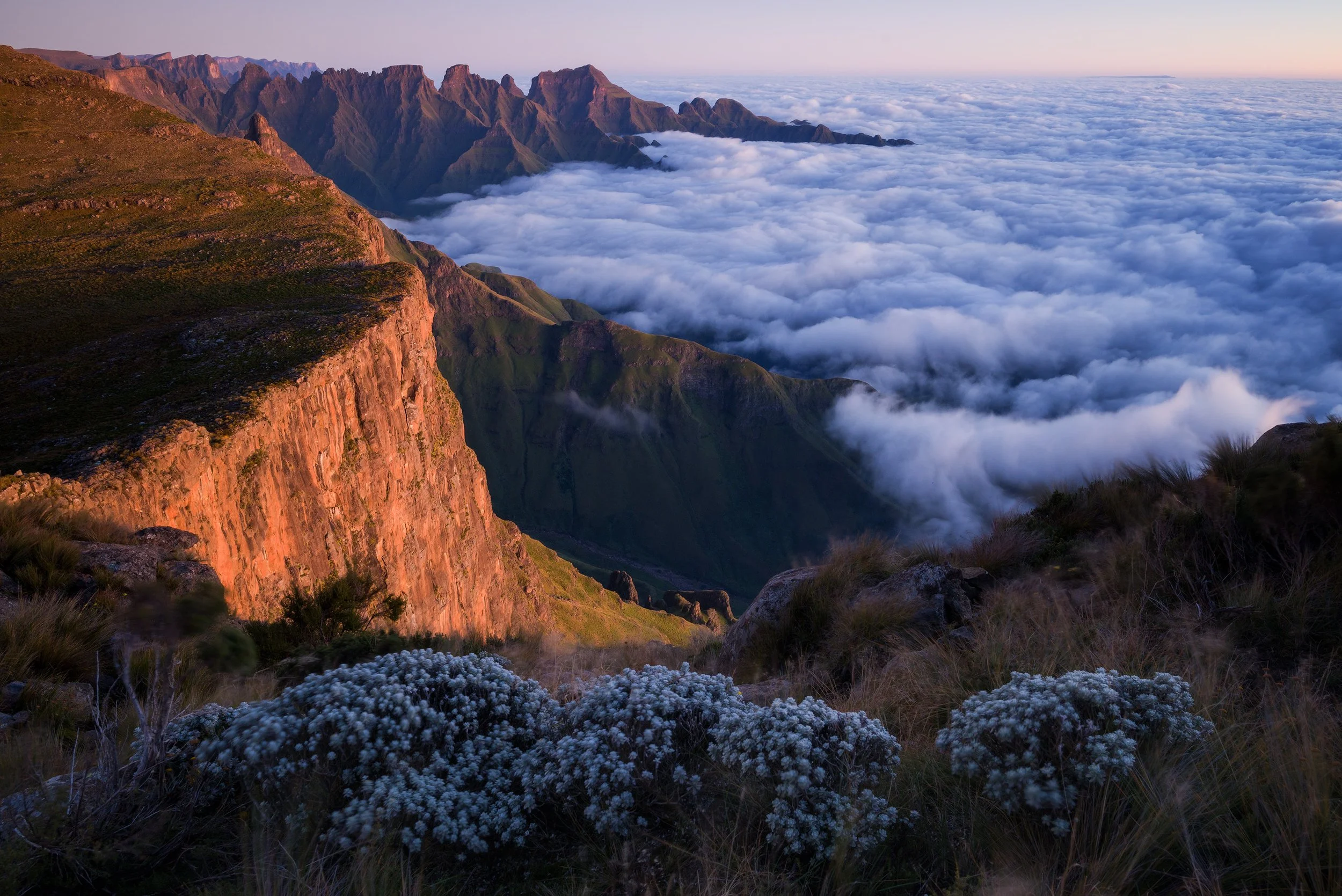 Sunrise over rugged mountain cliffs with clouds filling the valley below and white wildflowers in the foreground. Drakensberg, South Africa, Kwazulu Natal.