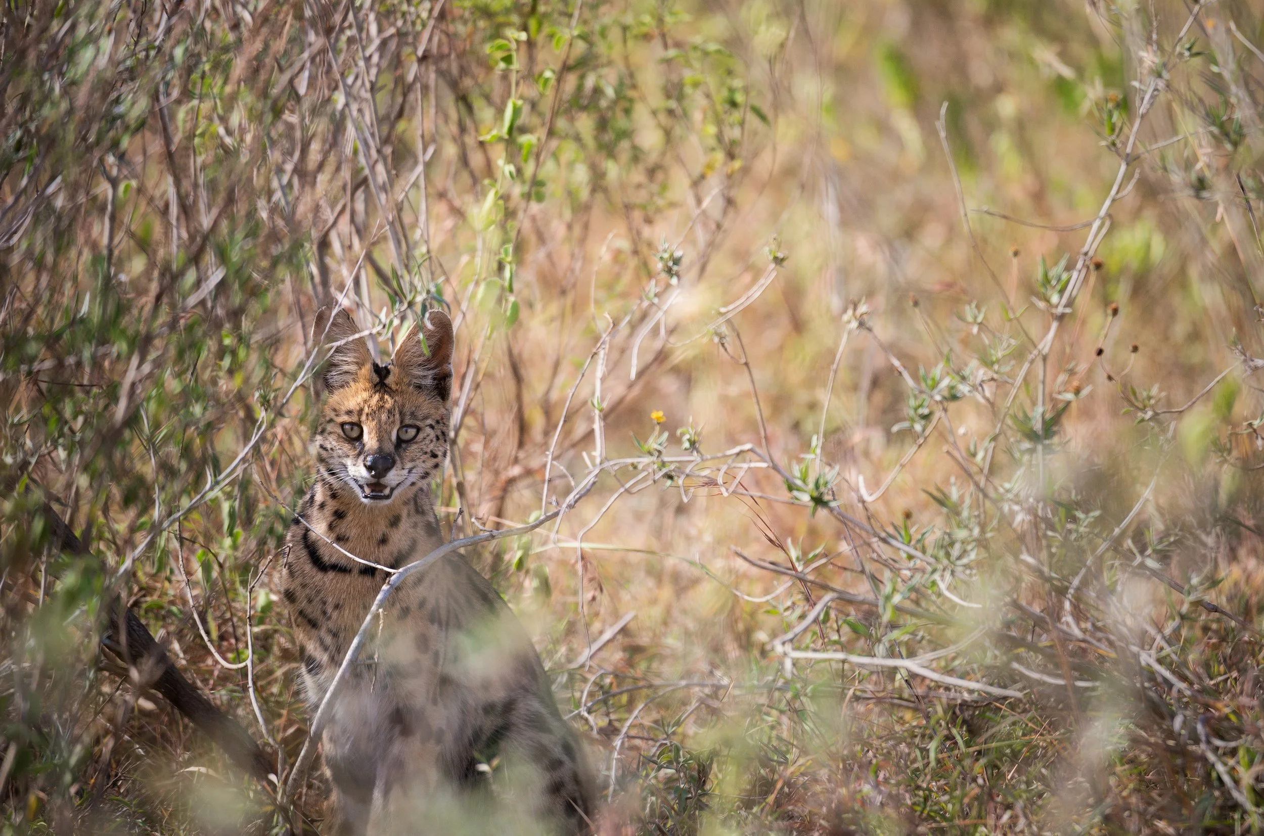A young wildcat with a spotted coat and yellow eyes sitting in a dry, shrubby landscape, looking at the camera.