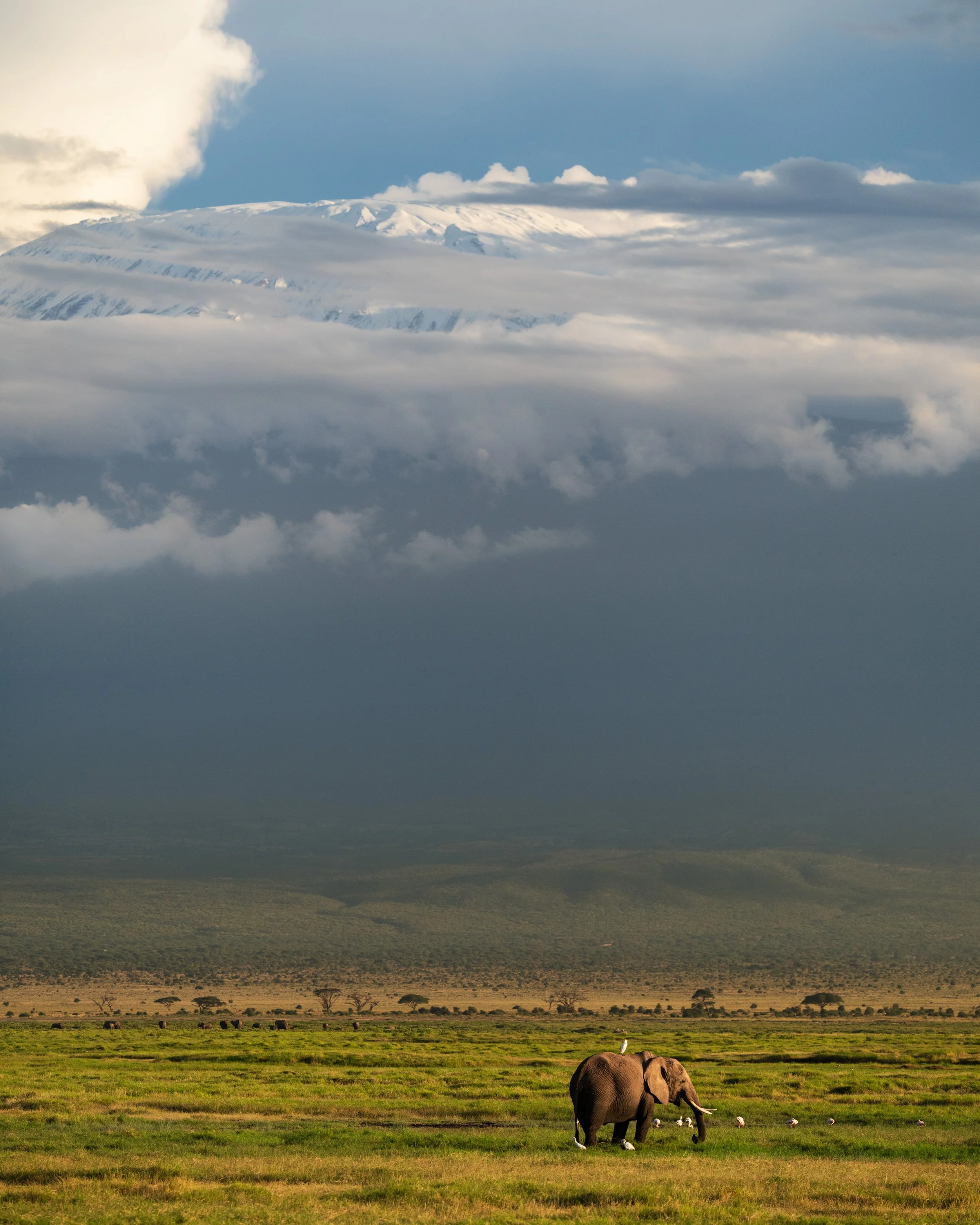 Elephants grazing on a grassy plain with Mount Kilimanjaro snow-capped in the background, under a partly cloudy sky.