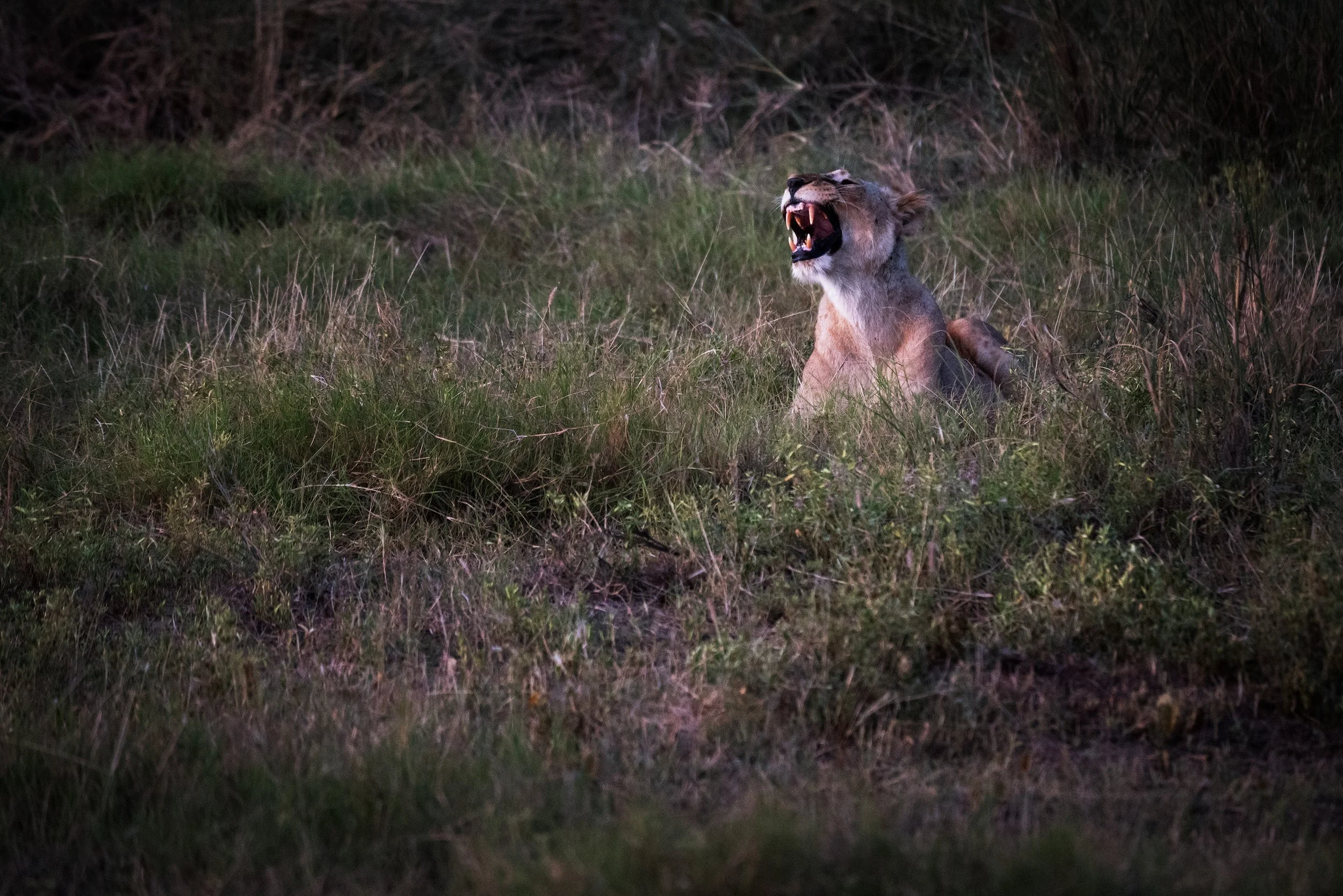 A lioness with her mouth open, showing teeth, lying in tall grass in a savannah landscape.