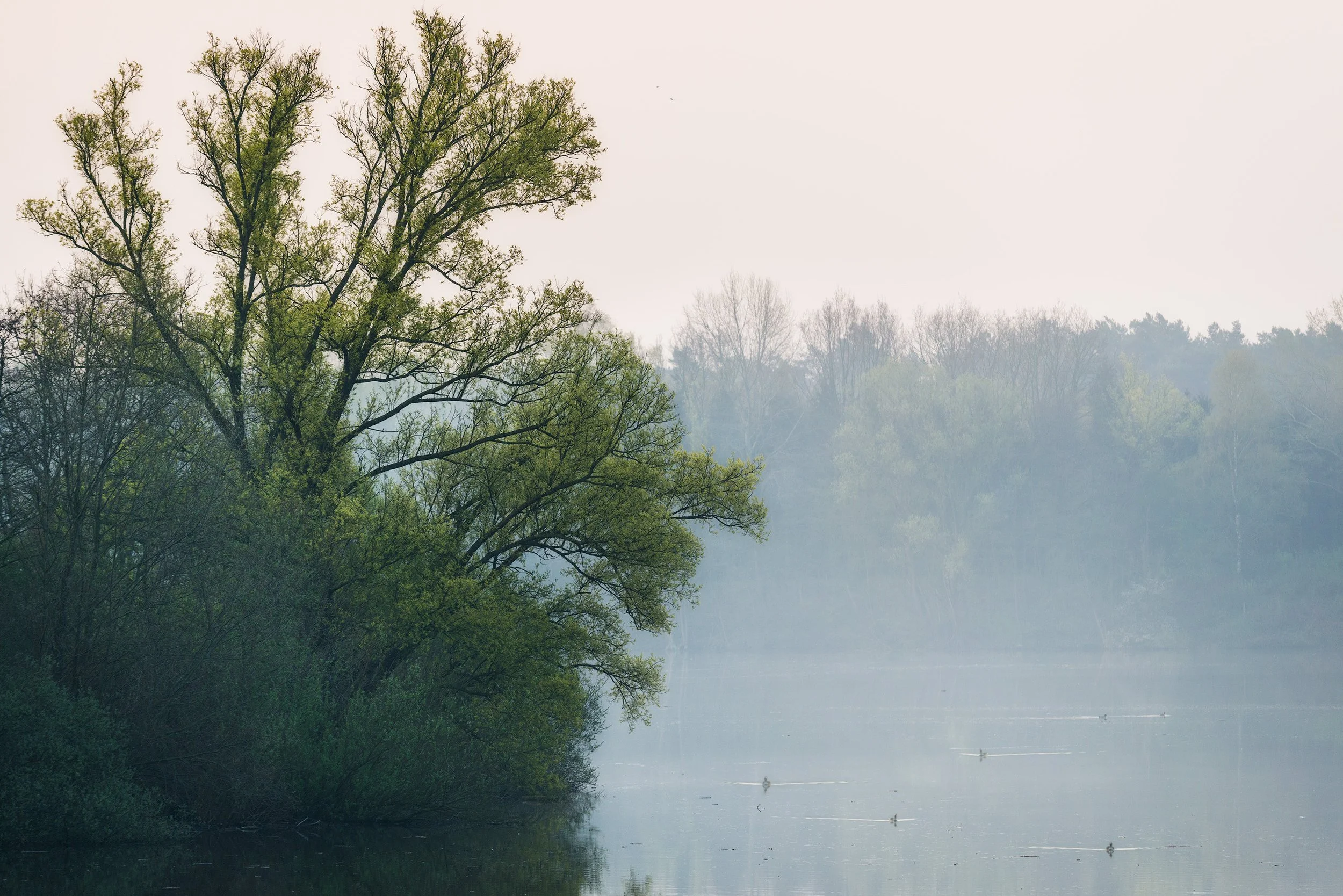 A serene lakeside scene with trees along the water's edge, some with bright green leaves, and others with bare branches, with a misty background and a few ducks swimming on the lake.
