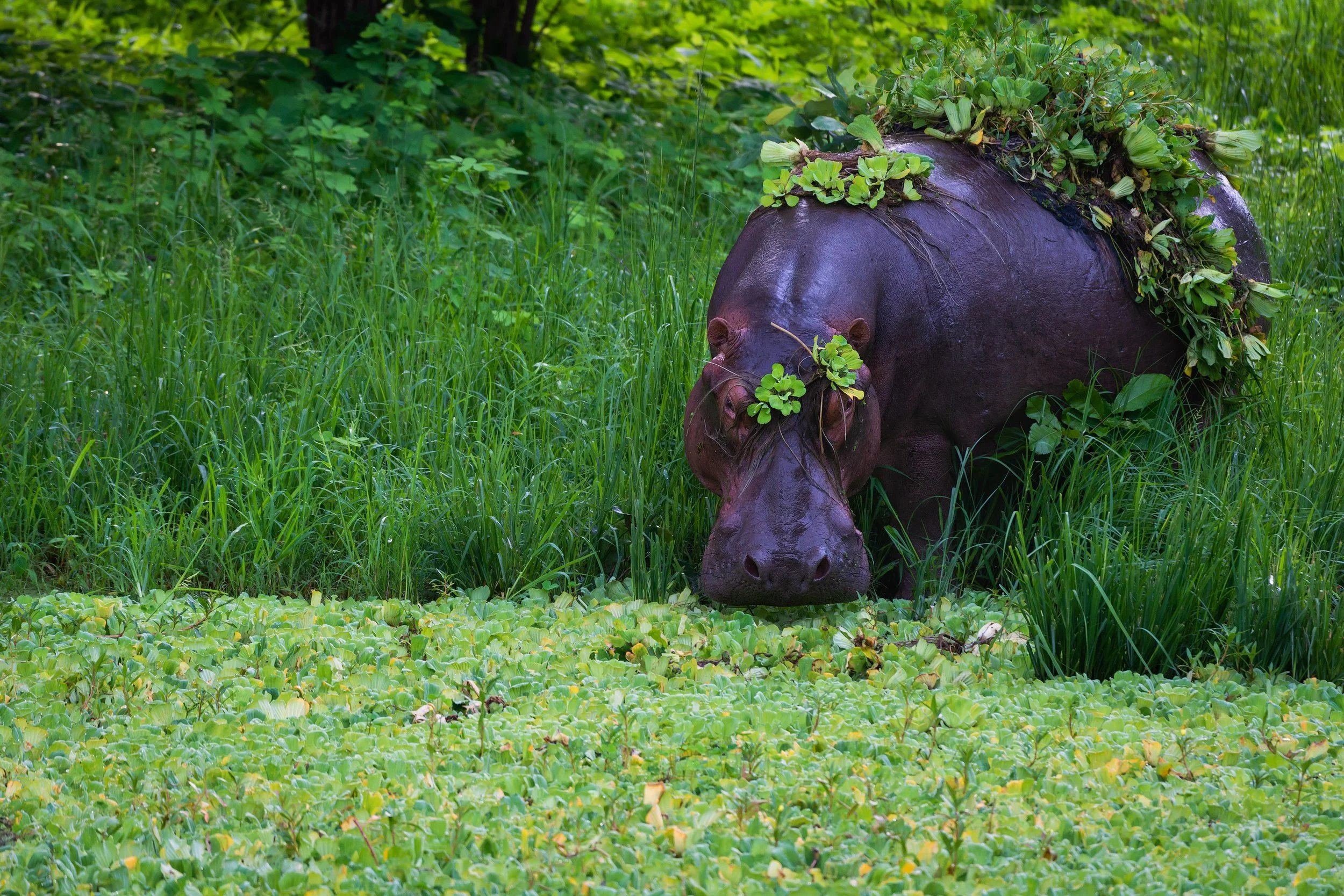 A hippopotamus with plants on its back and around its head in a green, marshy area.
