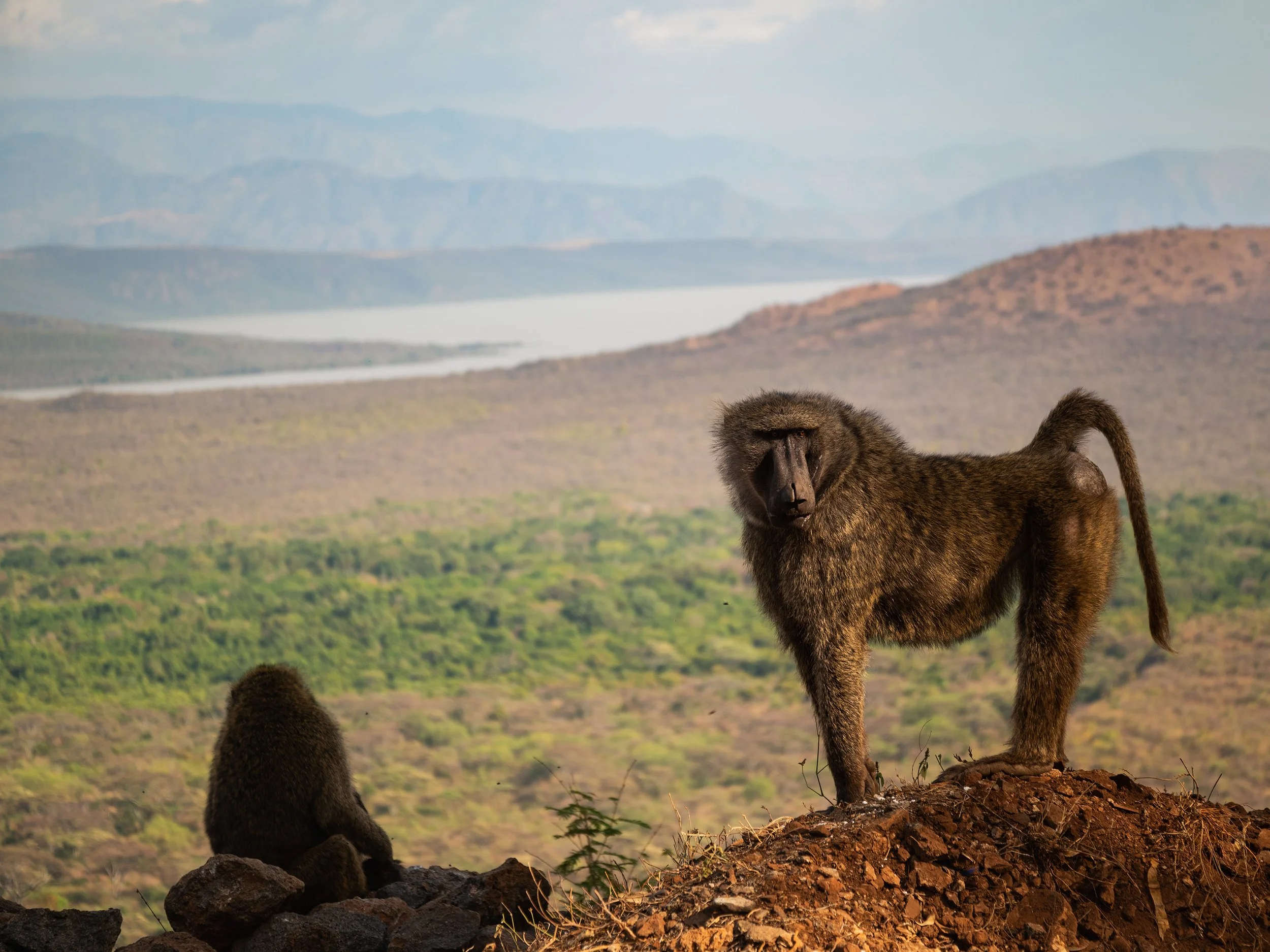 A baboon standing on a rocky hill overlooking a vast landscape with hills, a lake, and distant mountains in the background.