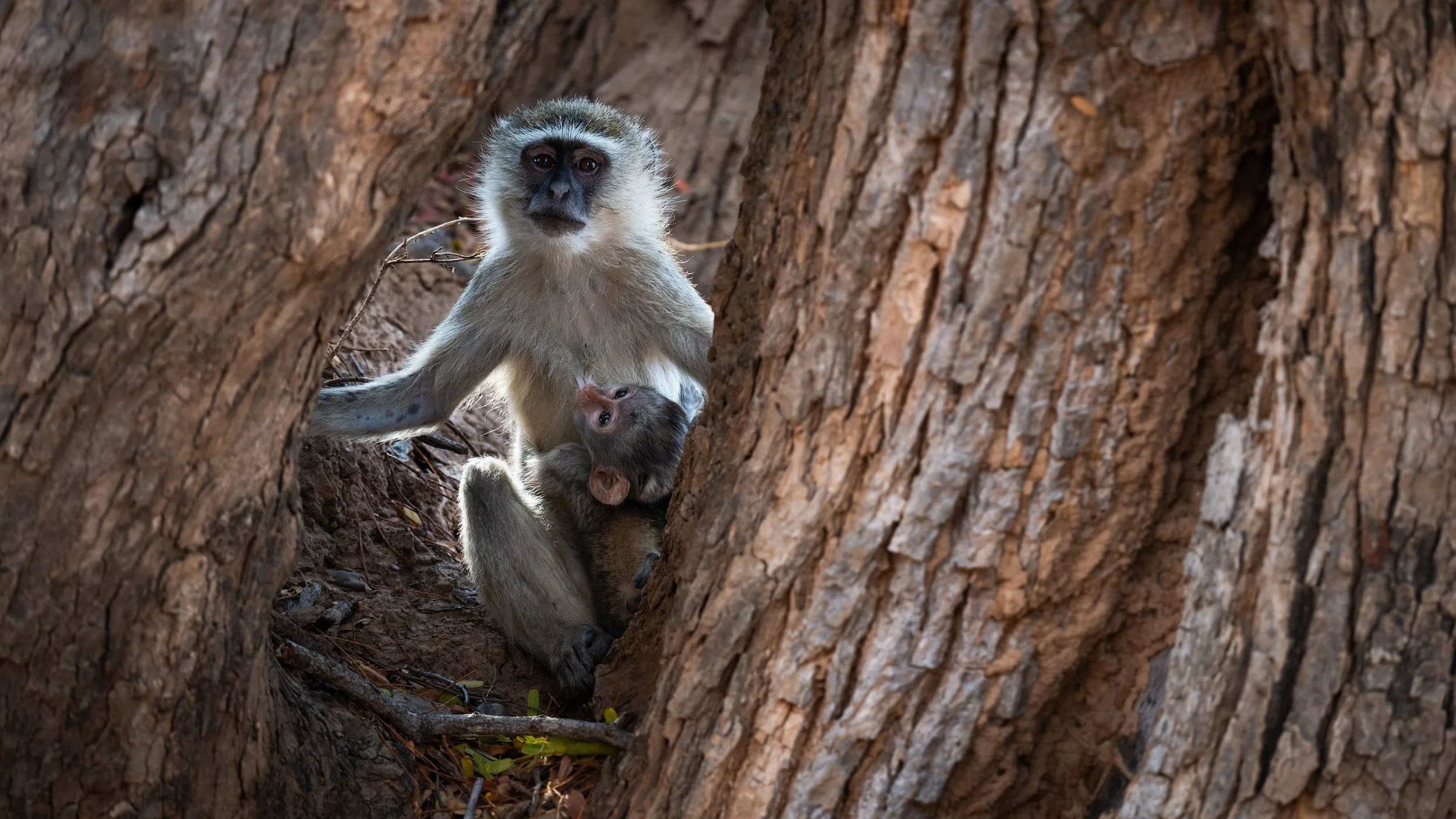 A mother monkey with a baby monkey in a tree hollow surrounded by tree bark.
