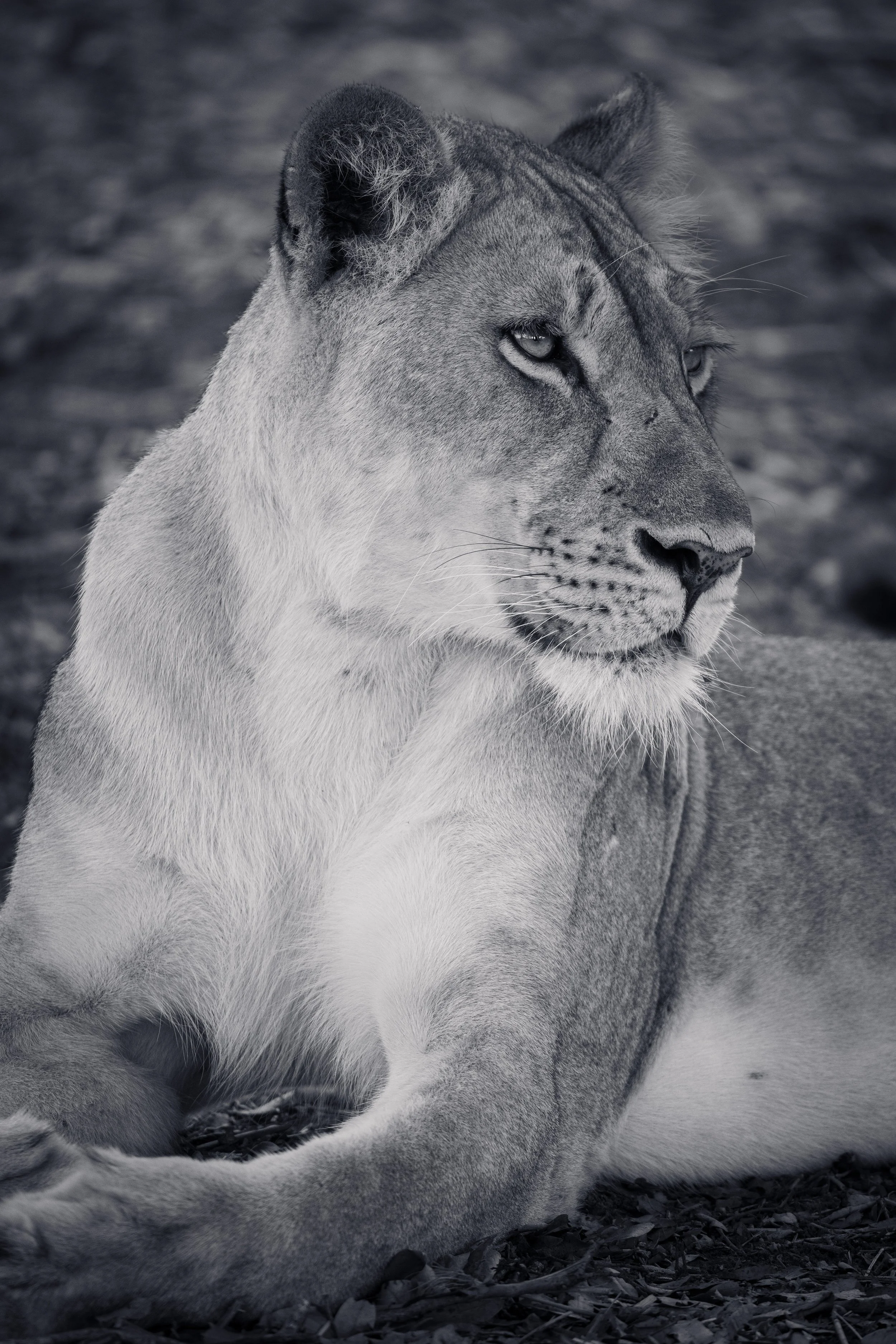 Close-up of a resting lioness in black and white.
