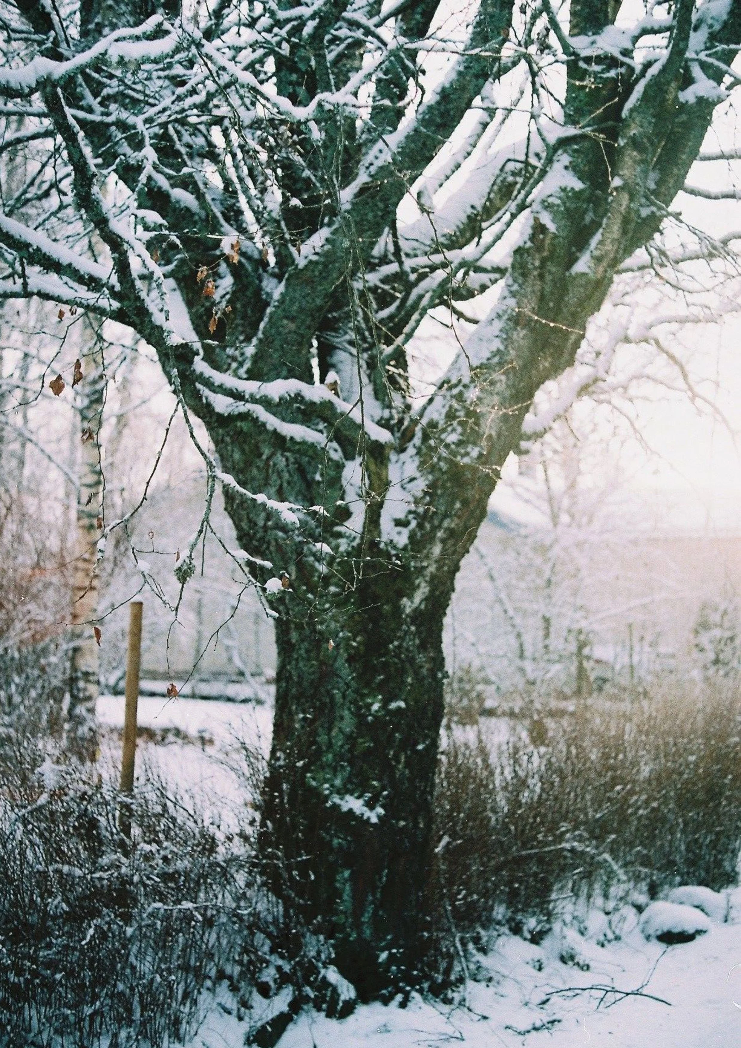 Treet ved huset, 2021