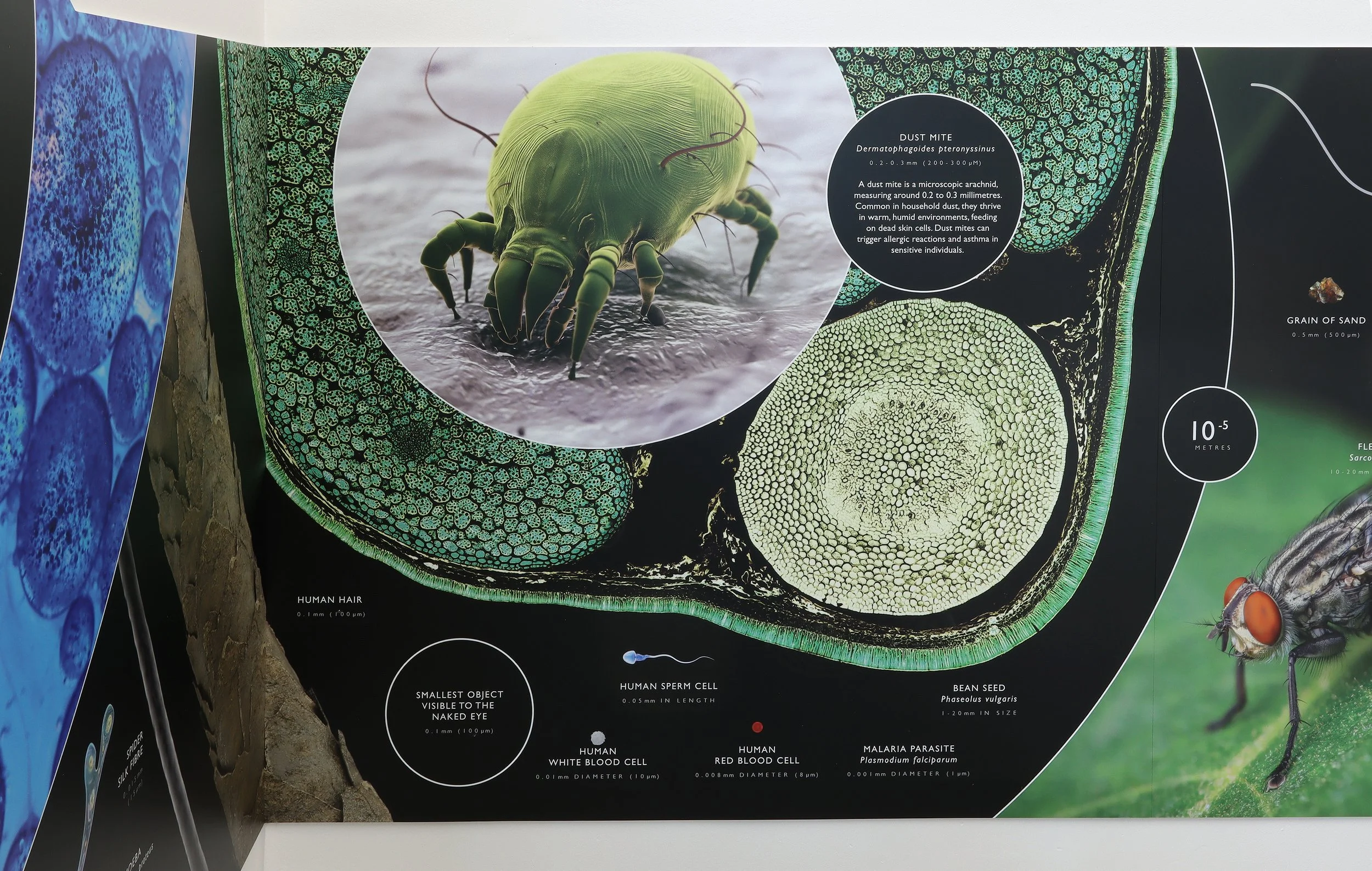 Kings College Scale of The Universe Display 09.jpg
