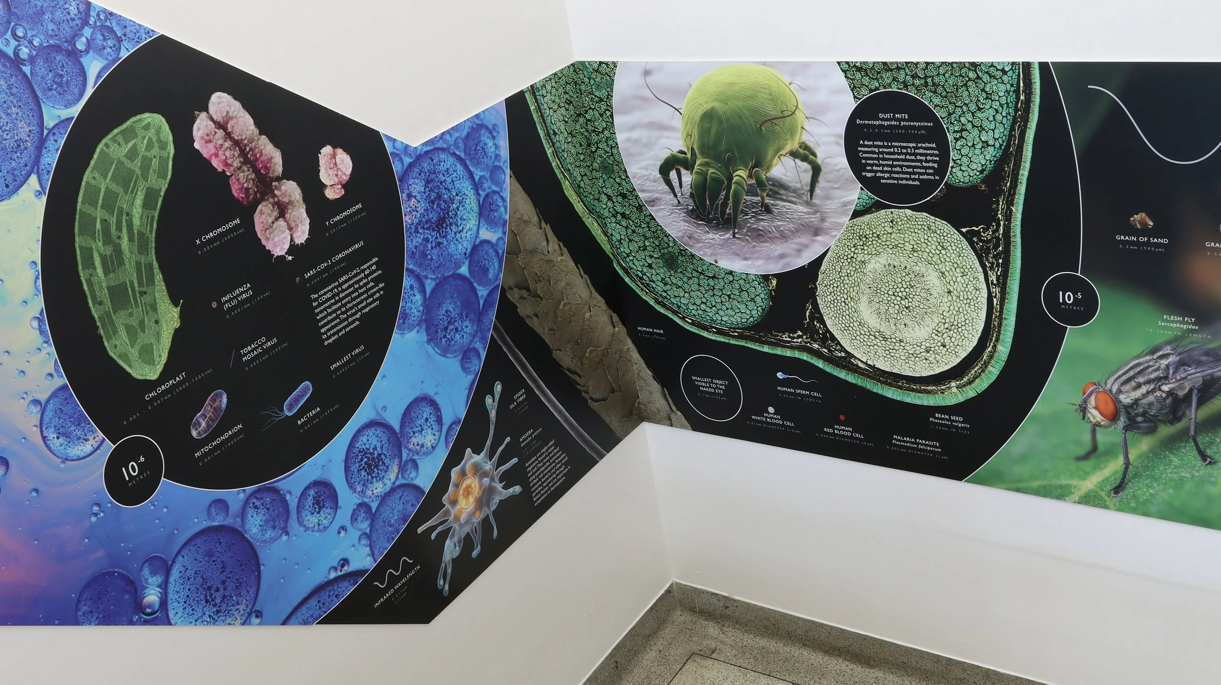 Kings College Scale of The Universe Display 10.jpg