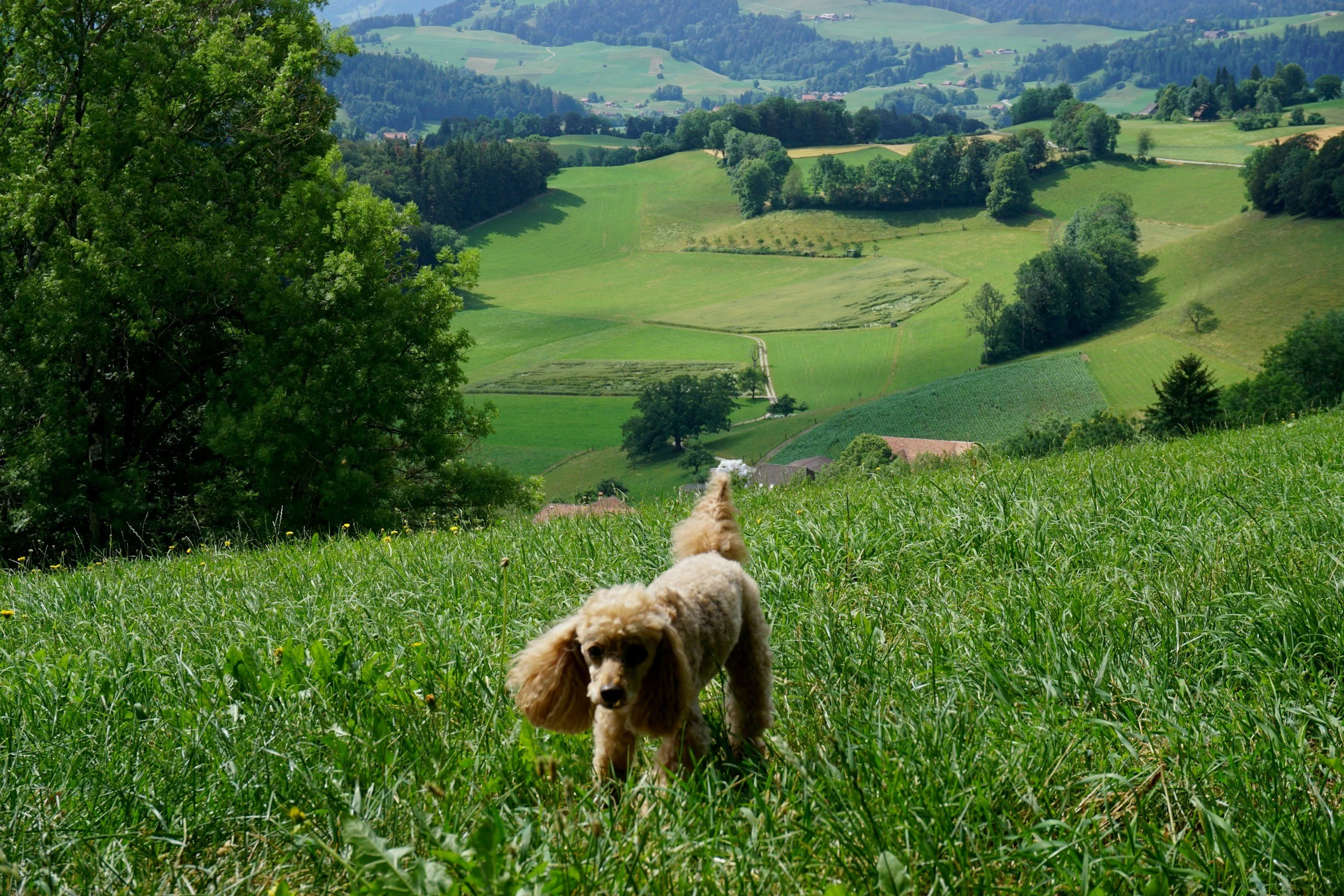 Wanderungen mit Hund rund um Sonthofen – Die schönsten Touren für Zwei- und Vierbeiner