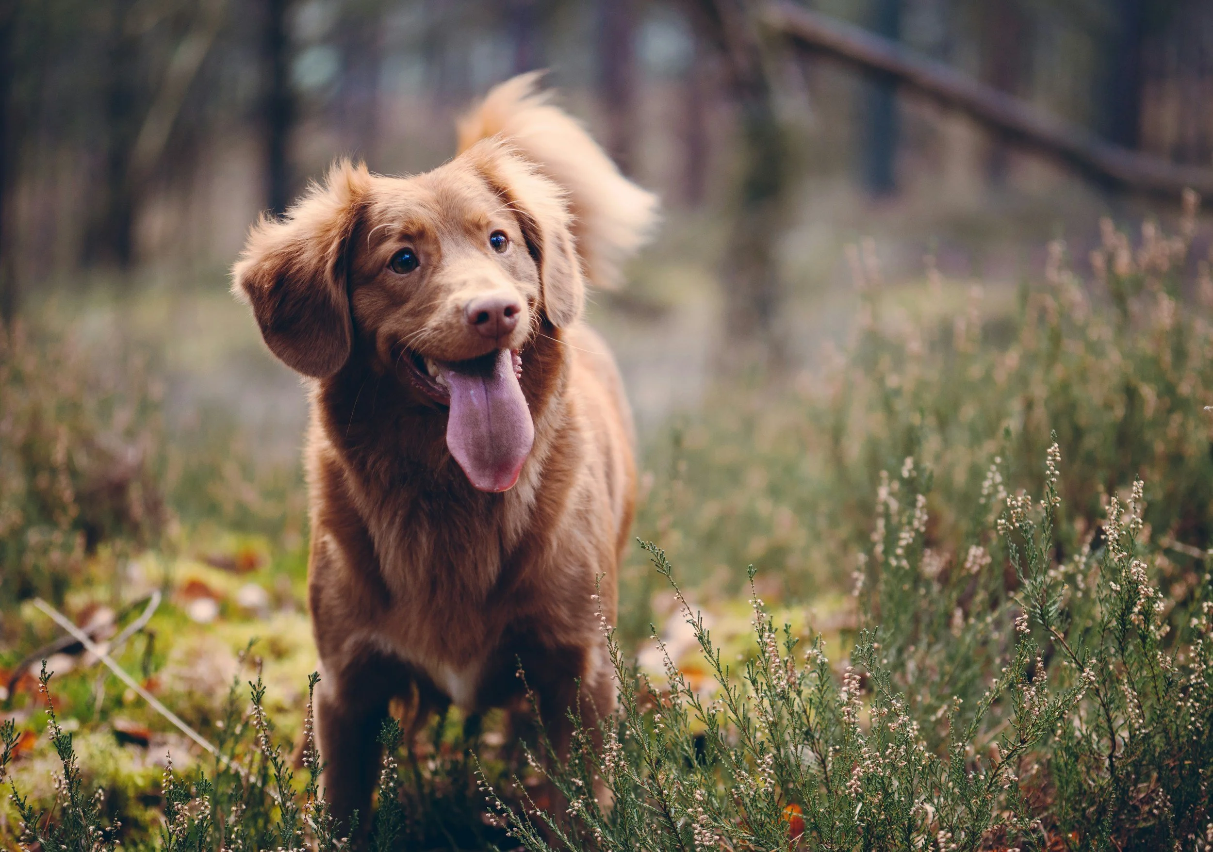 Mit Hund Bergbahnen fahren im Allgäu – Die schönsten Gipfelerlebnisse mit deinem Vierbeiner