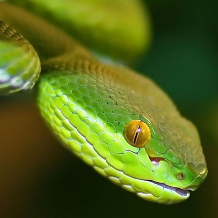 Reptilienzoo