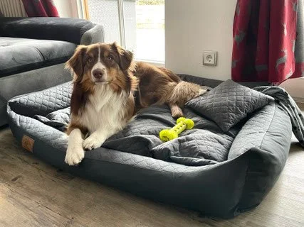 Ein Australian Shepherd Hund liegt auf einem schwarzen Hundebett neben einem gelben Kauspielzeug, im Wohnzimmer.