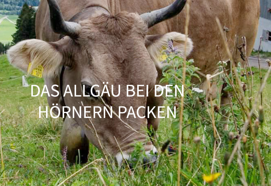 Berg Fux  Eine Kuh frisst grünes Gras auf einer Wiese, im Hintergrund sind weitere Kühe und Häuser sichtbar.