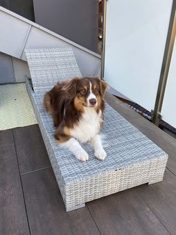 Ein Hund liegt auf einem grauen geflochtenen Sonnenliege im Freien.