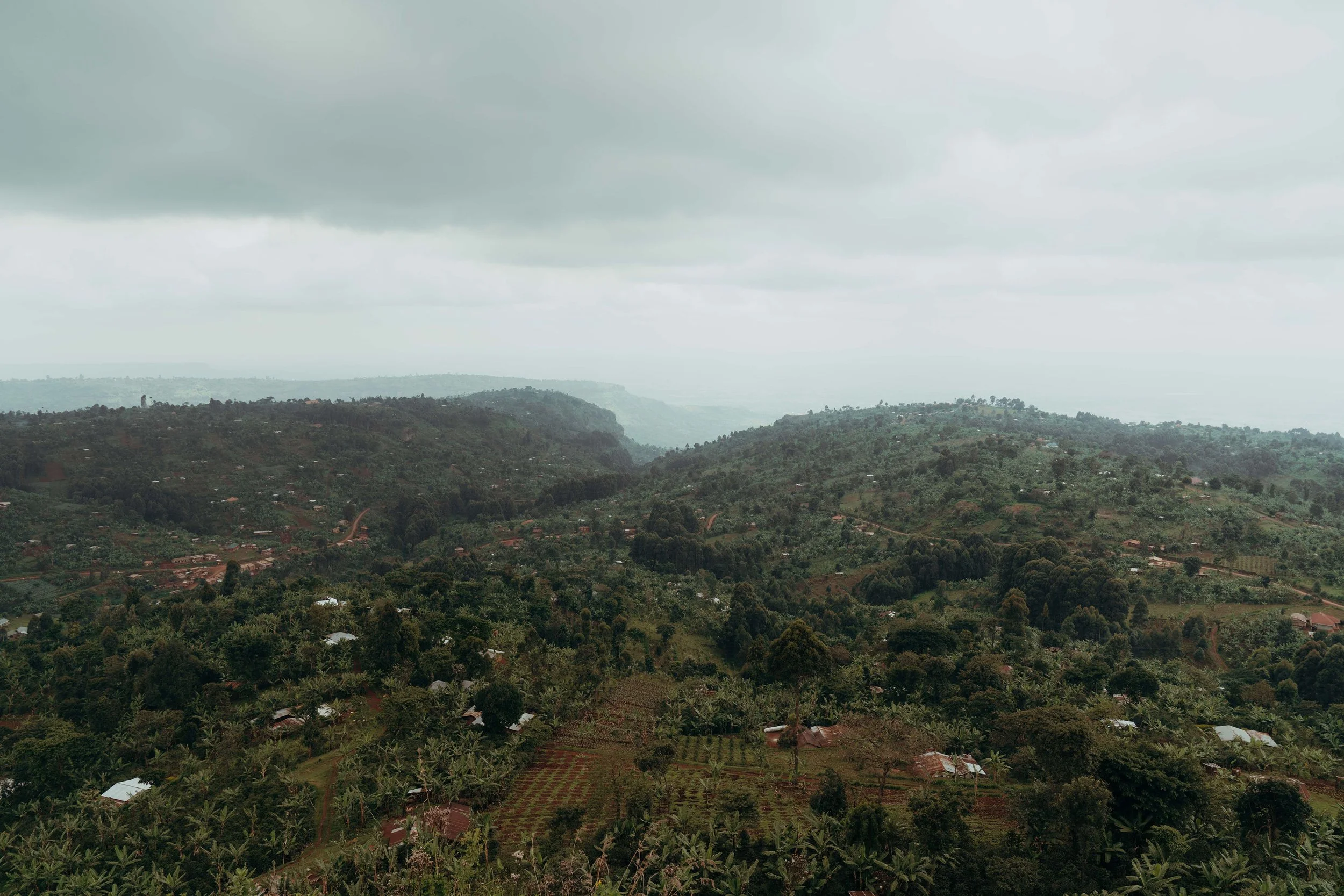 NATURAL  ARABICA - FREDERICKS