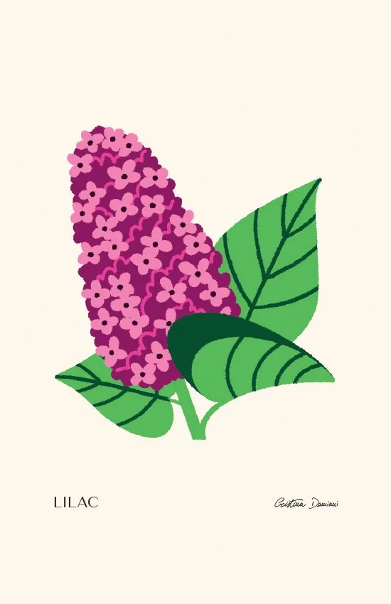 Illustrazione di lillà viola con foglie verde chiaro su sfondo panna chiaro