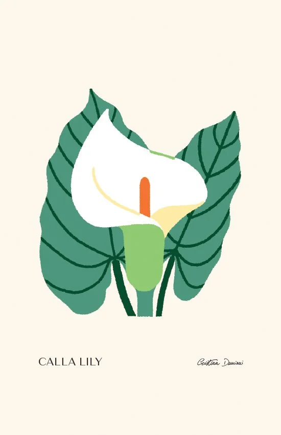 Illustrazione di calla bianca con foglie verde chiaro su sfondo panna chiaro