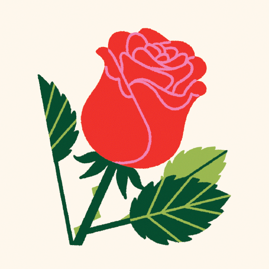 Animazione di vari fiori illustrati su sfondo chiaro. Rosa rossa, tulipano rosso, orchidea lilla, calla bianca, peonia, garofano, giglio, camelia, margherita, dalia.
