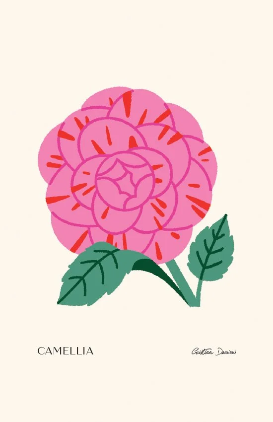Illustrazione di camelia rosa con screziature rosse con foglie verde chiaro su sfondo panna chiaro