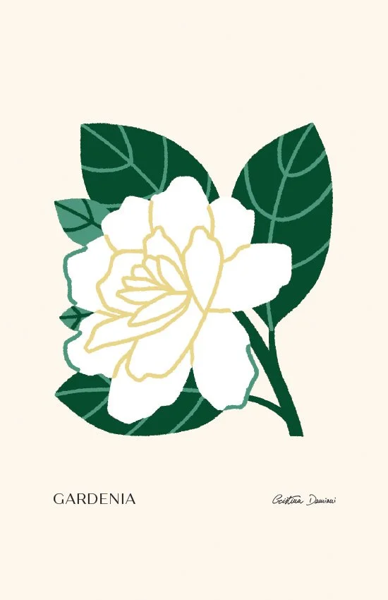 Illustrazione di gardenia bianca con foglie verde scuro su sfondo panna chiaro