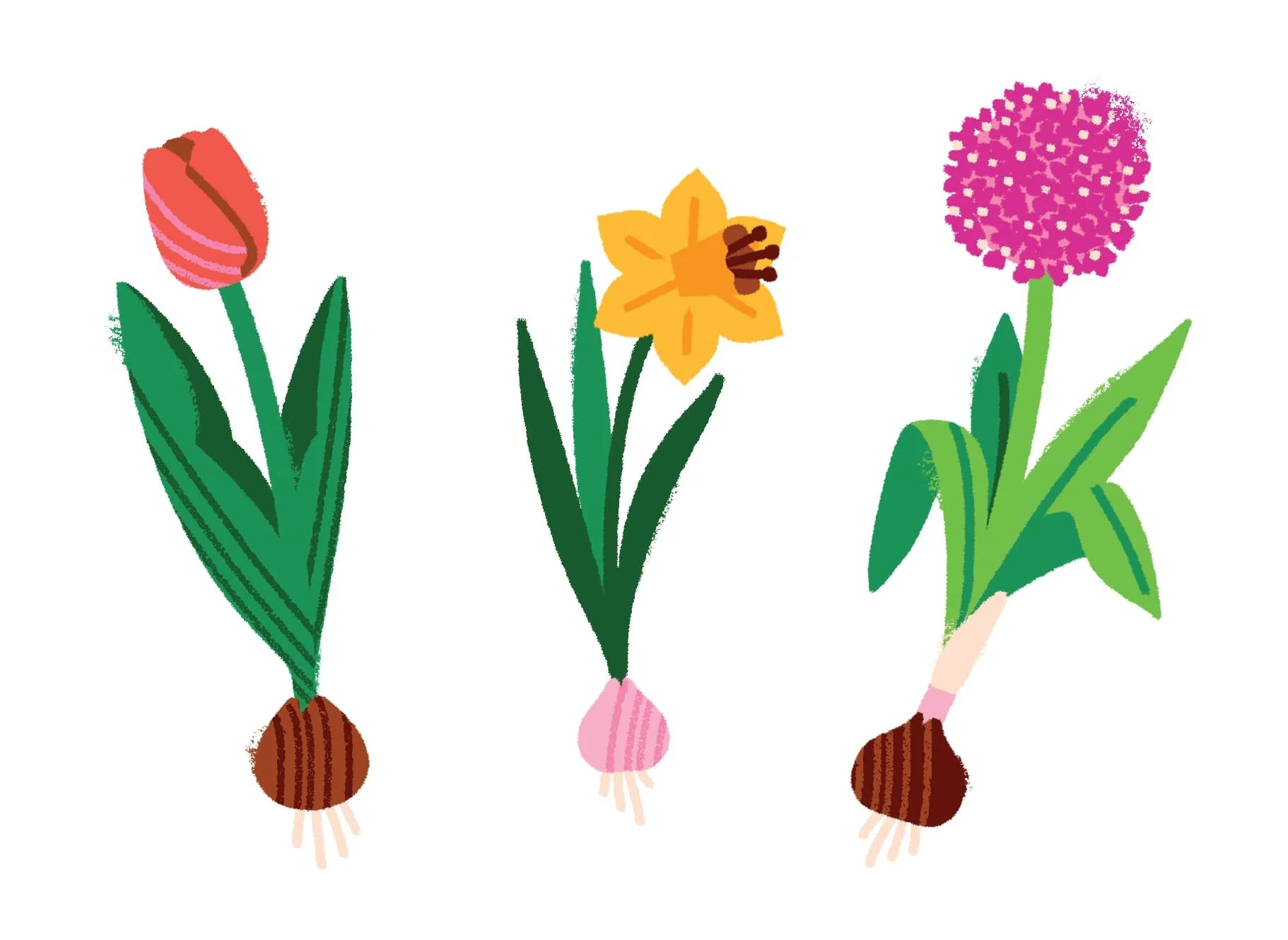 Bulbi e fiori. Tulipano rosso, narciso giallo, fiore viola di aglio