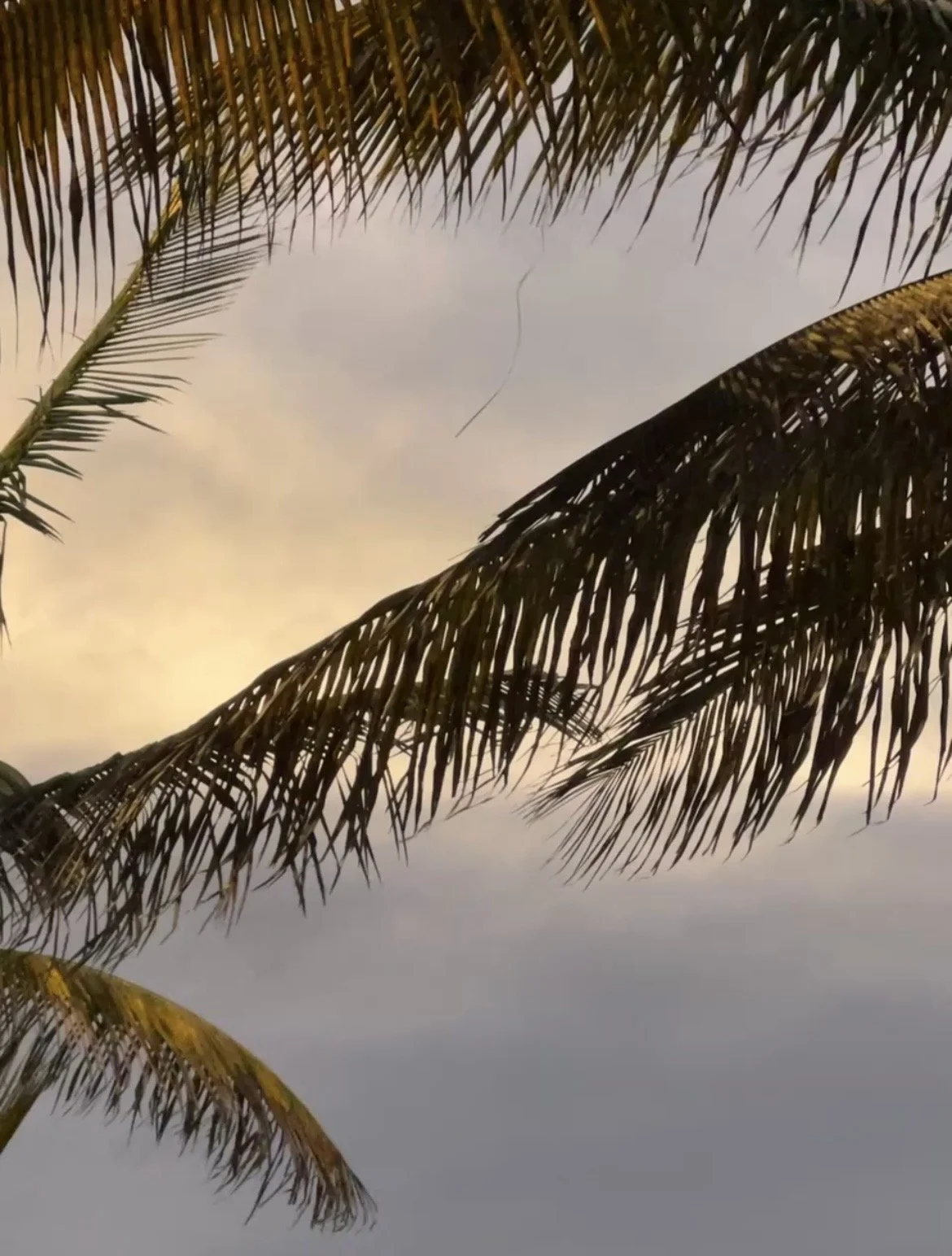 Varias ramas de palmeras con el atardecer y las nubes de fondo