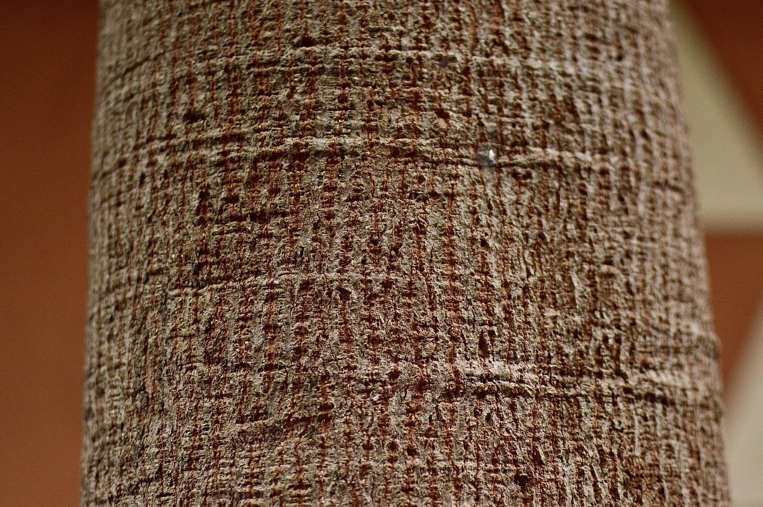 Textura del tronco de un árbol fotografiada de cerca