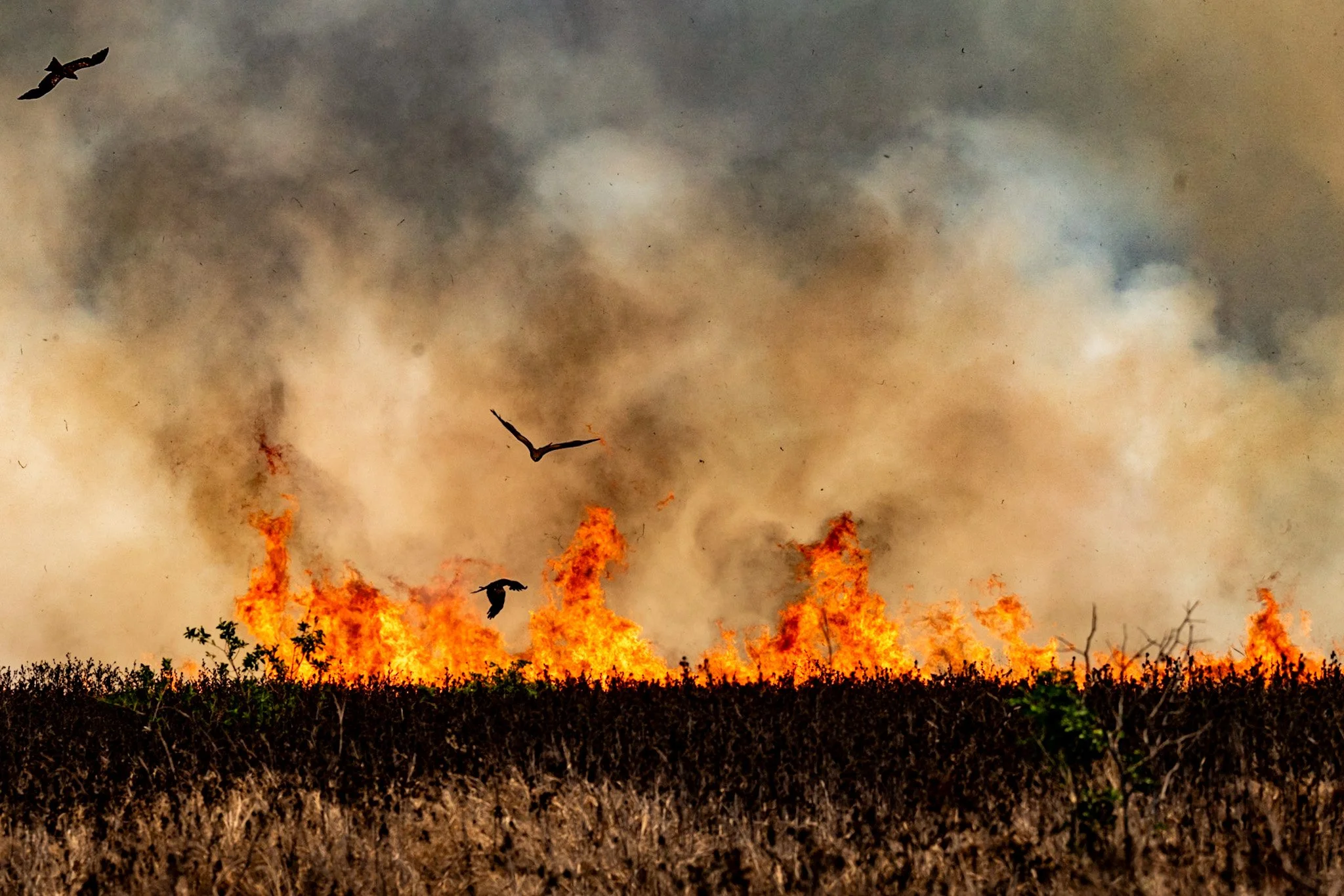 Fire and kites