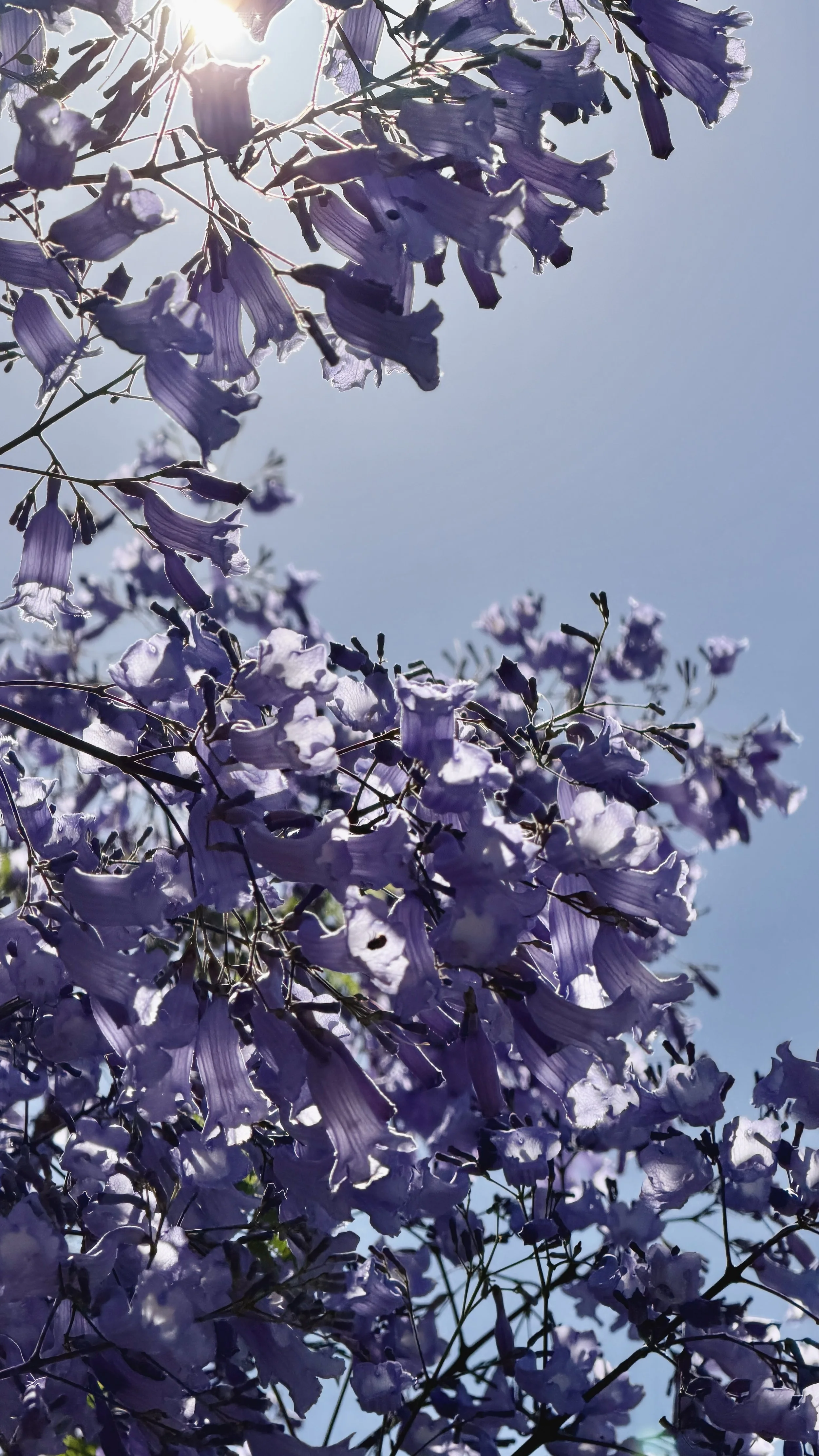Australia: Jacaranda at Parramatta Park, Sydney.