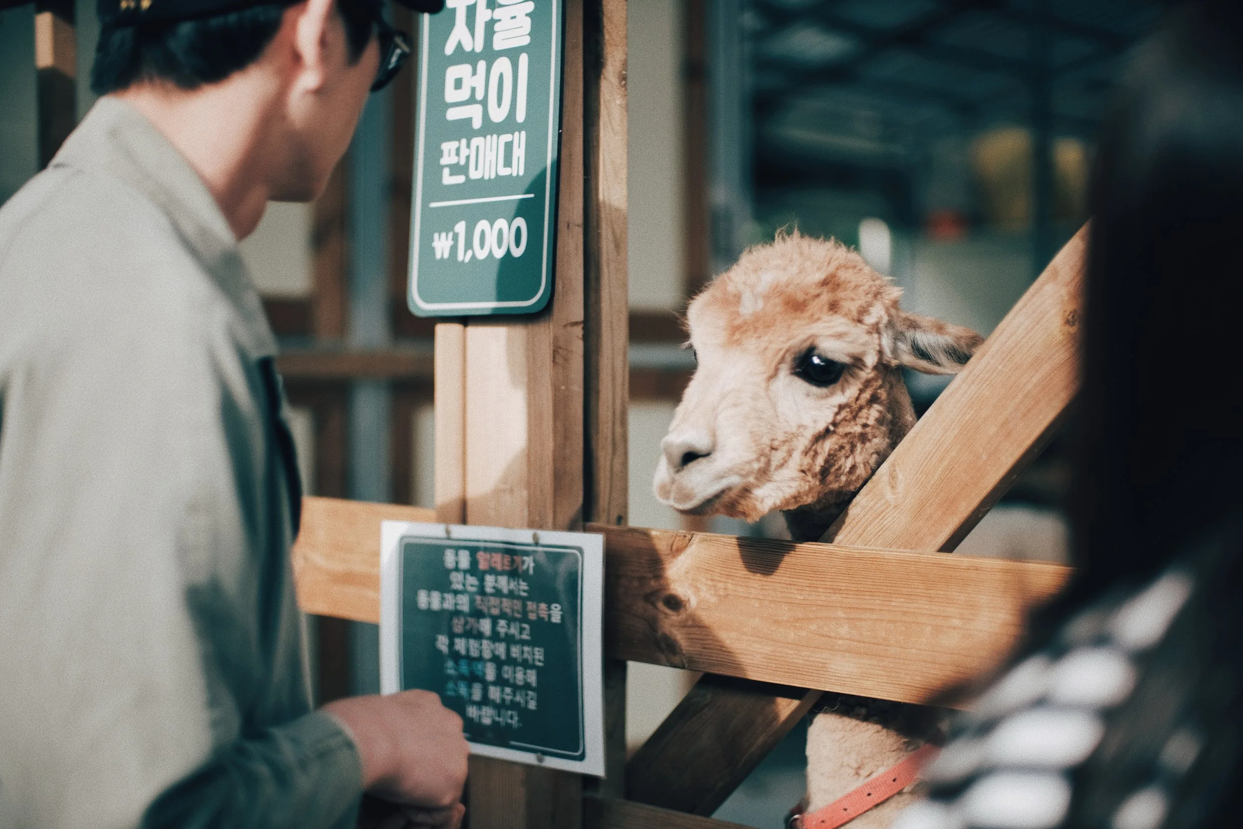 South Korea: Alpaca World (알파카 월드), Hongcheon.