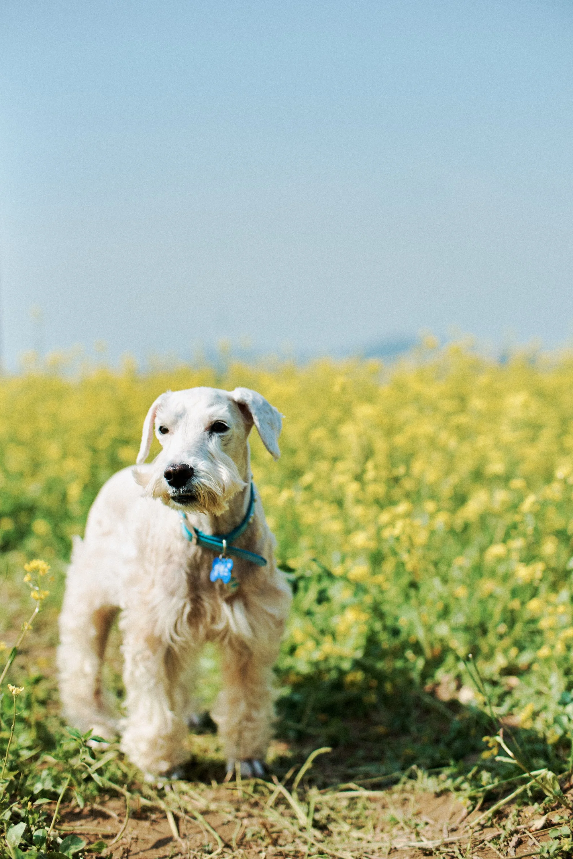 pet photography in seoul south korea