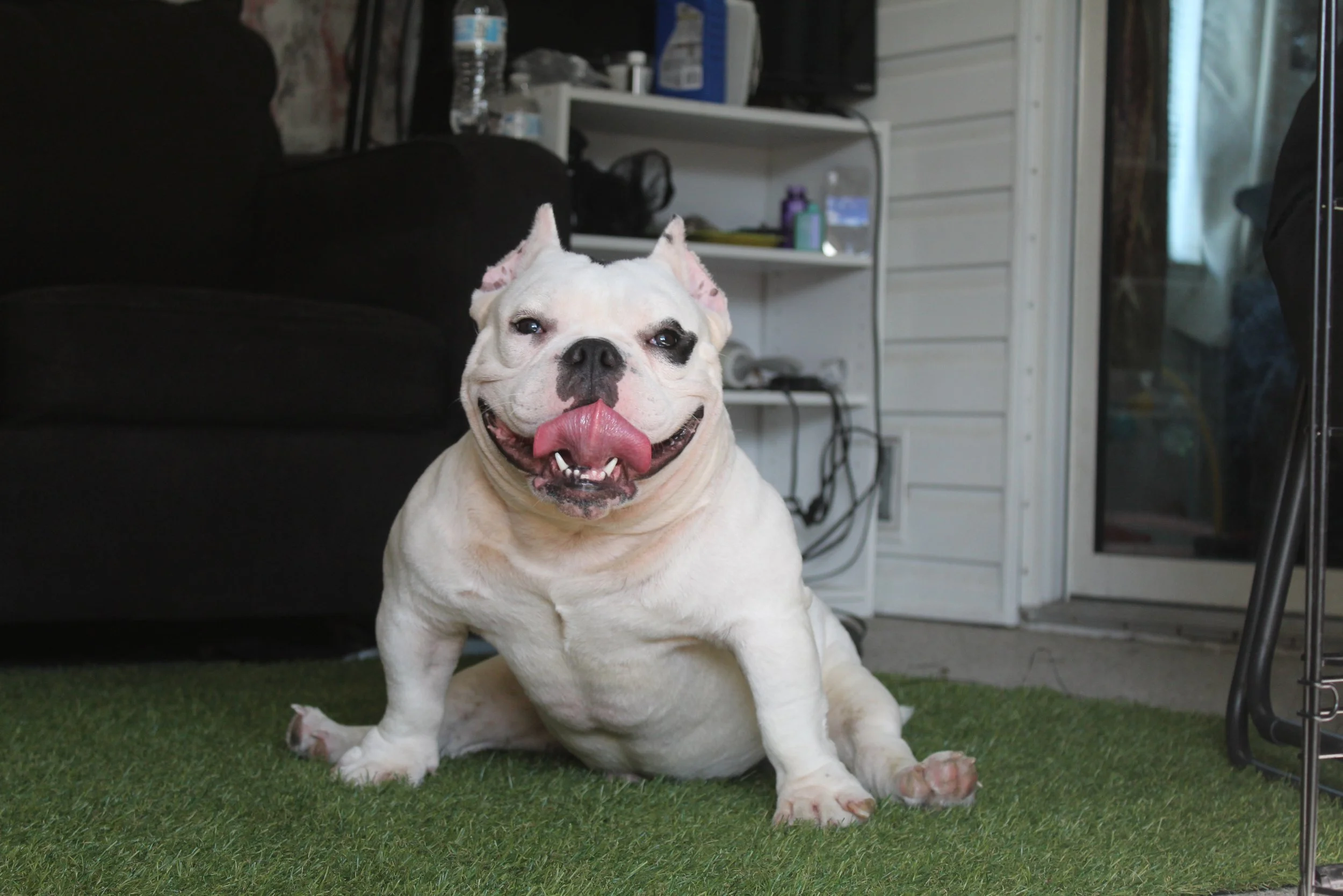 A white bulldog with black markings around one eye and a pink tongue hanging out, sitting on a green carpet in an indoor setting.